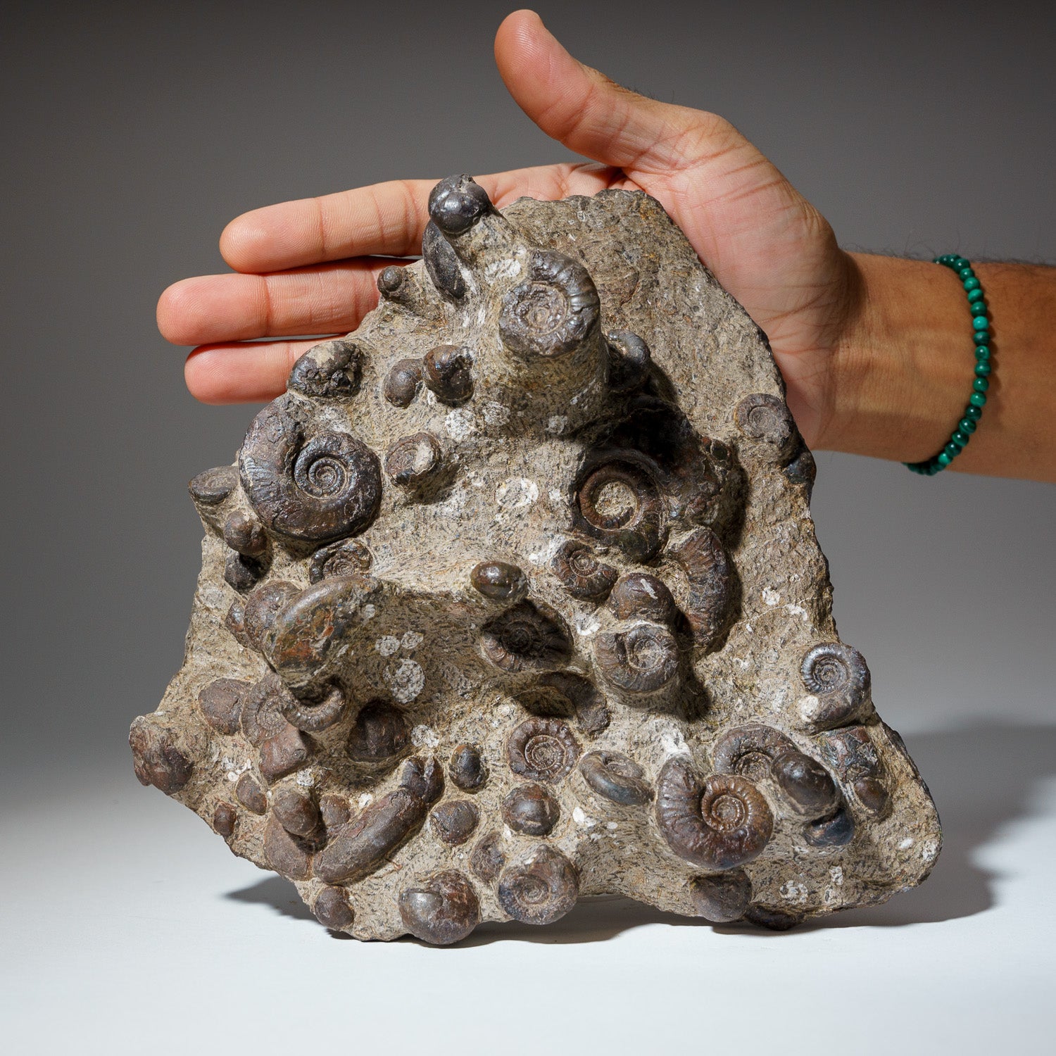 Genuine Natural Fossilized Ammonite Cluster (4.5 lbs)