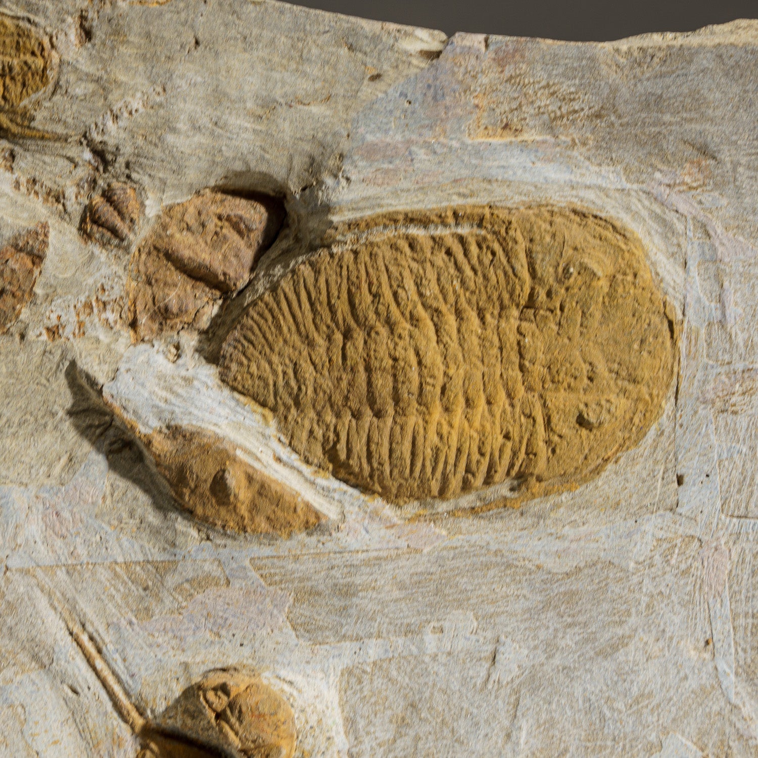 Genuine Natural Clustered Trilobites in Matrix (19 lbs)