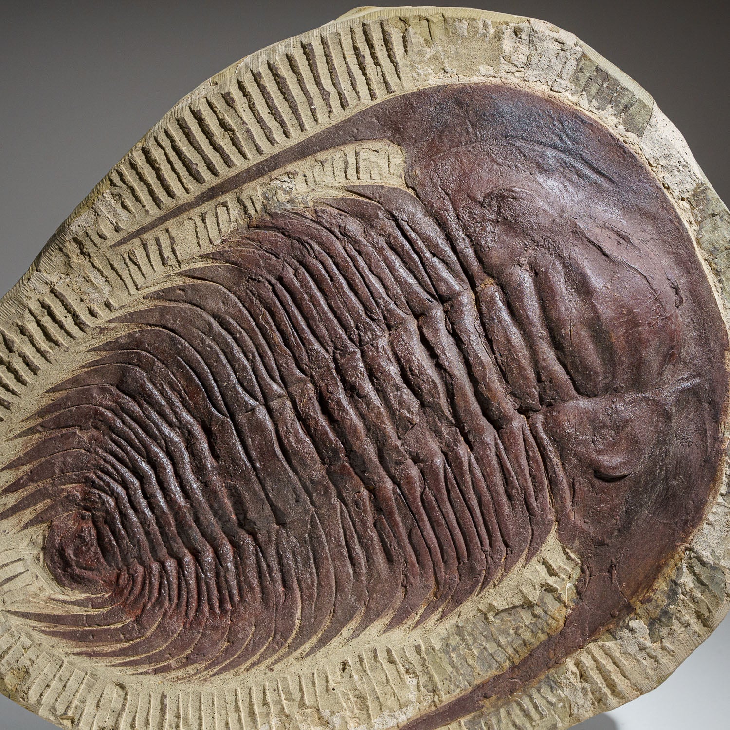 Genuine Trilobite (Paradoxidoidea) Fossil in Matrix (11.2 lbs)