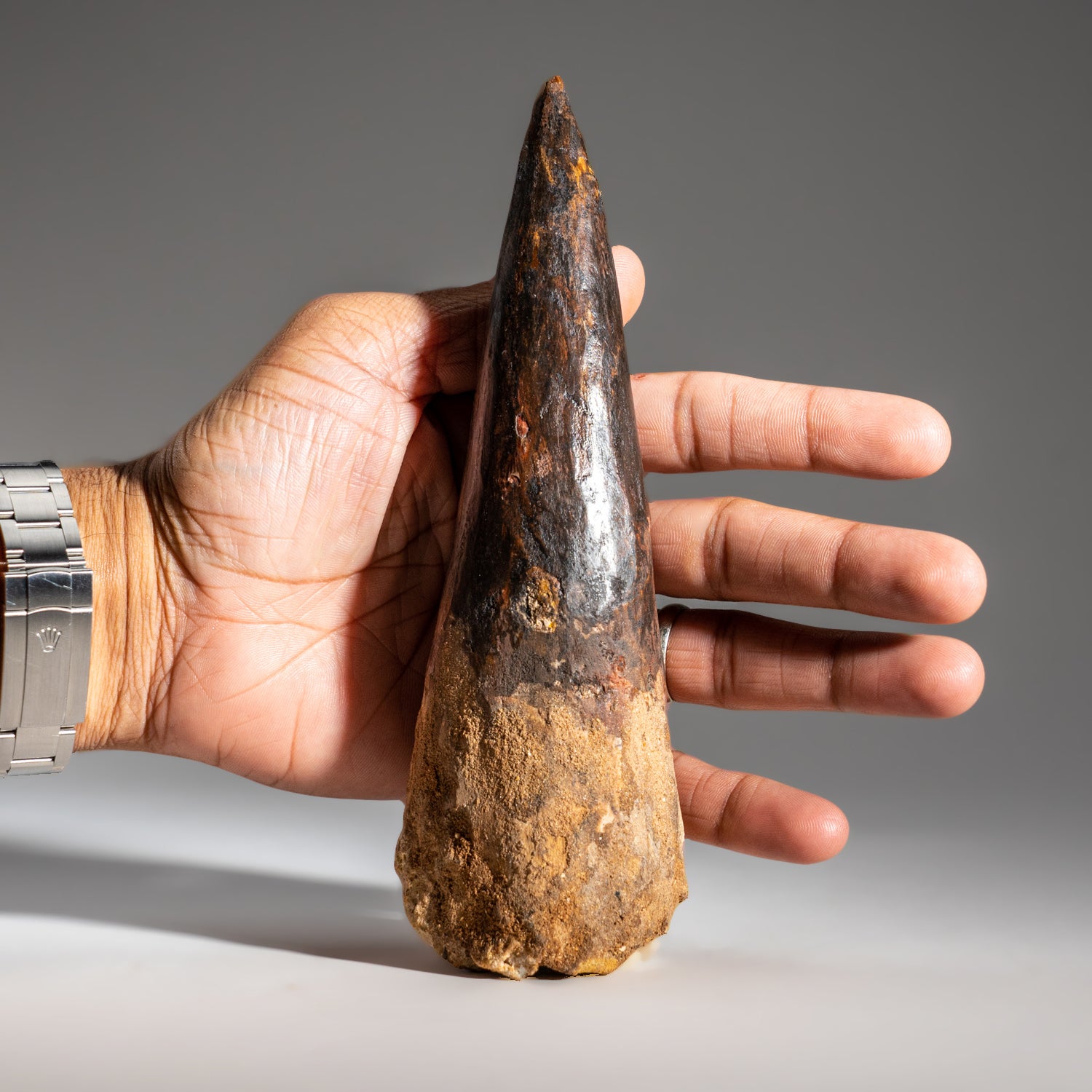 Genuine Natural Large Spinosaurus Dinosaur Tooth