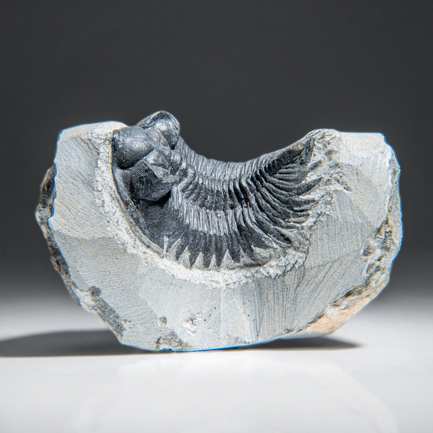 Genuine Trilobite Fossil (Ptychopariida) on Matrix (345.2 grams)