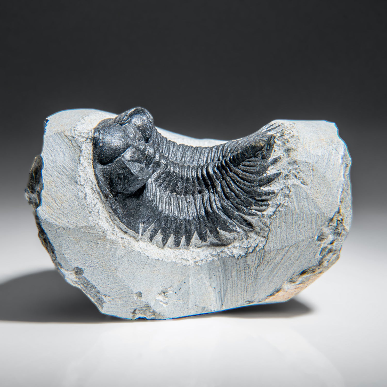 Genuine Trilobite Fossil (Ptychopariida) on Matrix (345.2 grams)