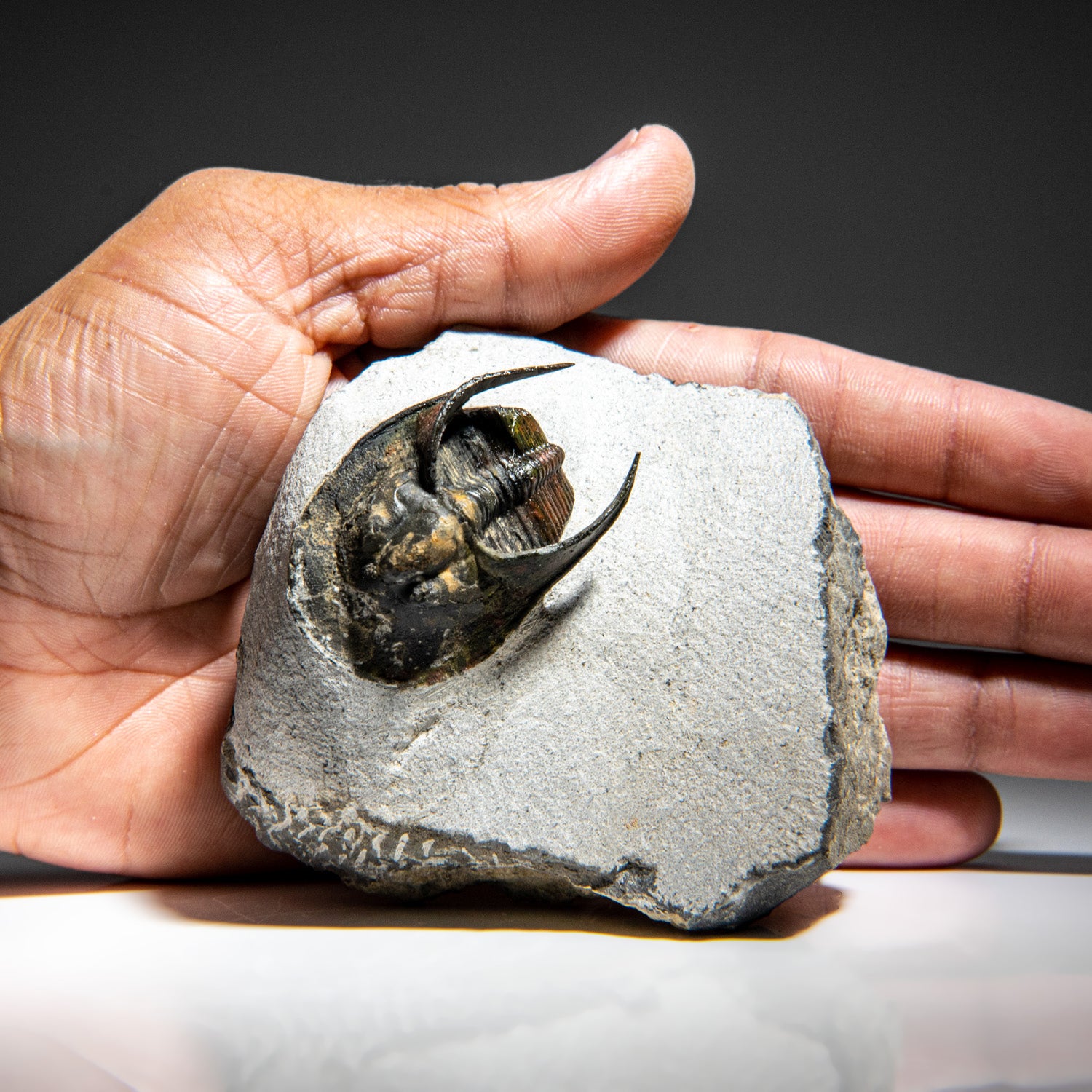 Genuine Trilobite Fossil (Ptychopariida) on Matrix (387.3 grams)