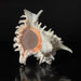 Genuine Ramose Murex Shell (2.5 lbs) - Astro Gallery of Gems