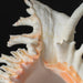 Genuine Ramose Murex Shell (2.5 lbs) - Astro Gallery of Gems