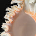 Genuine Ramose Murex Shell (2.5 lbs) - Astro Gallery of Gems