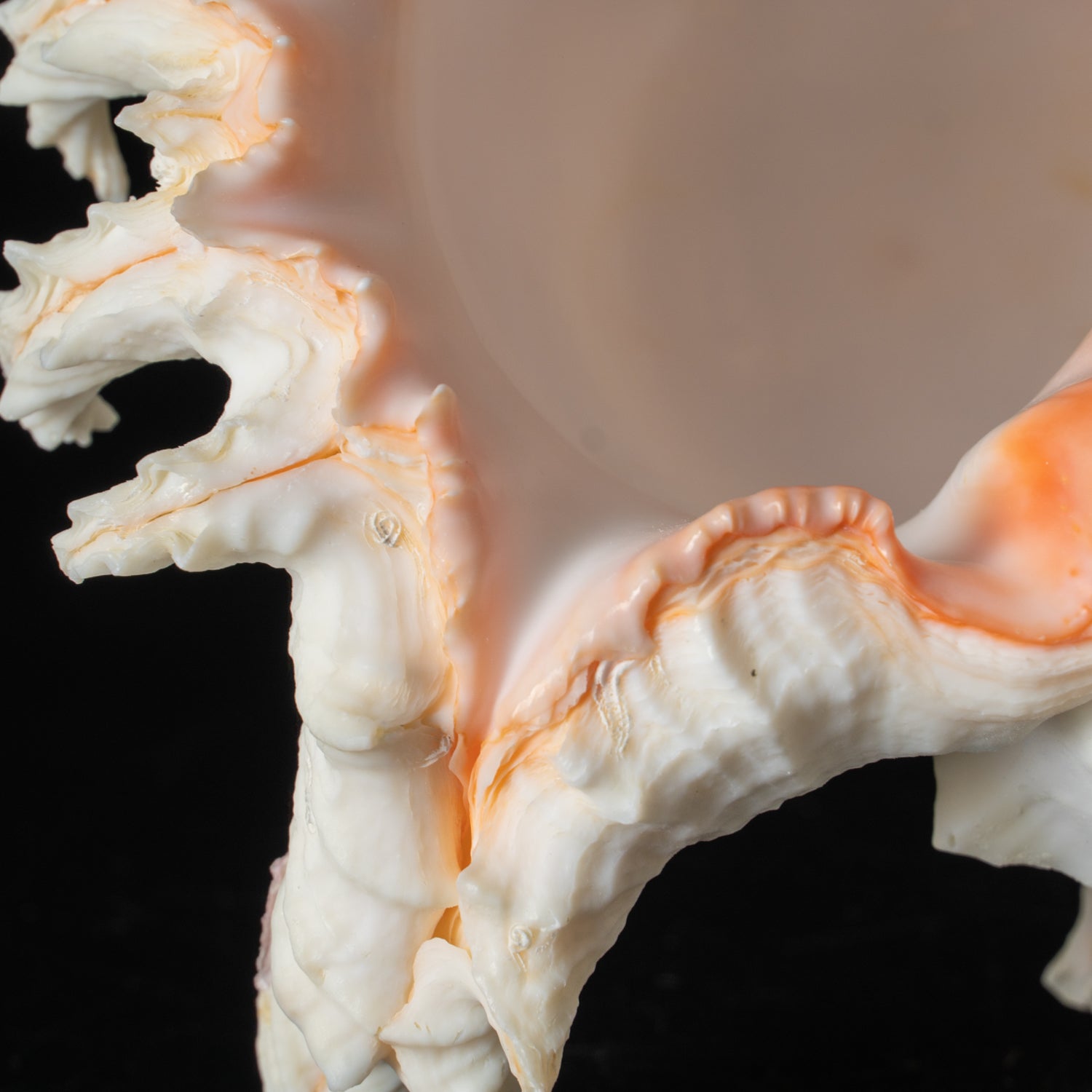 Genuine Ramose Murex Shell (2.5 lbs) - Astro Gallery of Gems