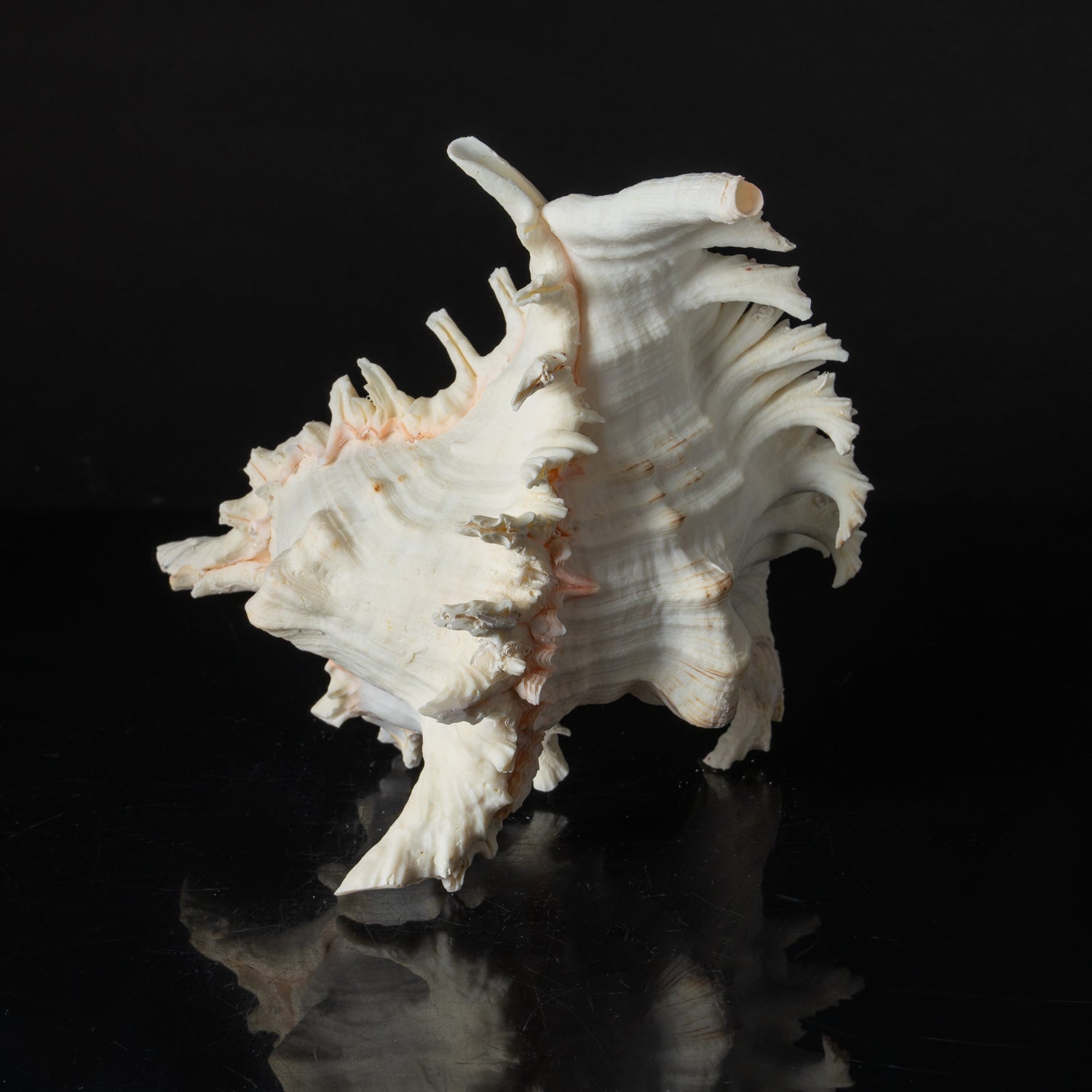 Genuine Ramose Murex Shell (2.5 lbs) - Astro Gallery of Gems