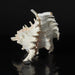 Genuine Ramose Murex Shell (2.5 lbs) - Astro Gallery of Gems