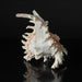 Genuine Ramose Murex Shell (2.5 lbs) - Astro Gallery of Gems