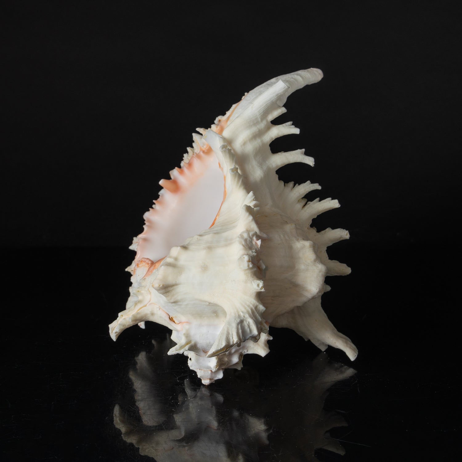 Genuine Ramose Murex Shell (2.5 lbs) - Astro Gallery of Gems