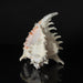 Genuine Ramose Murex Shell (2.5 lbs) - Astro Gallery of Gems
