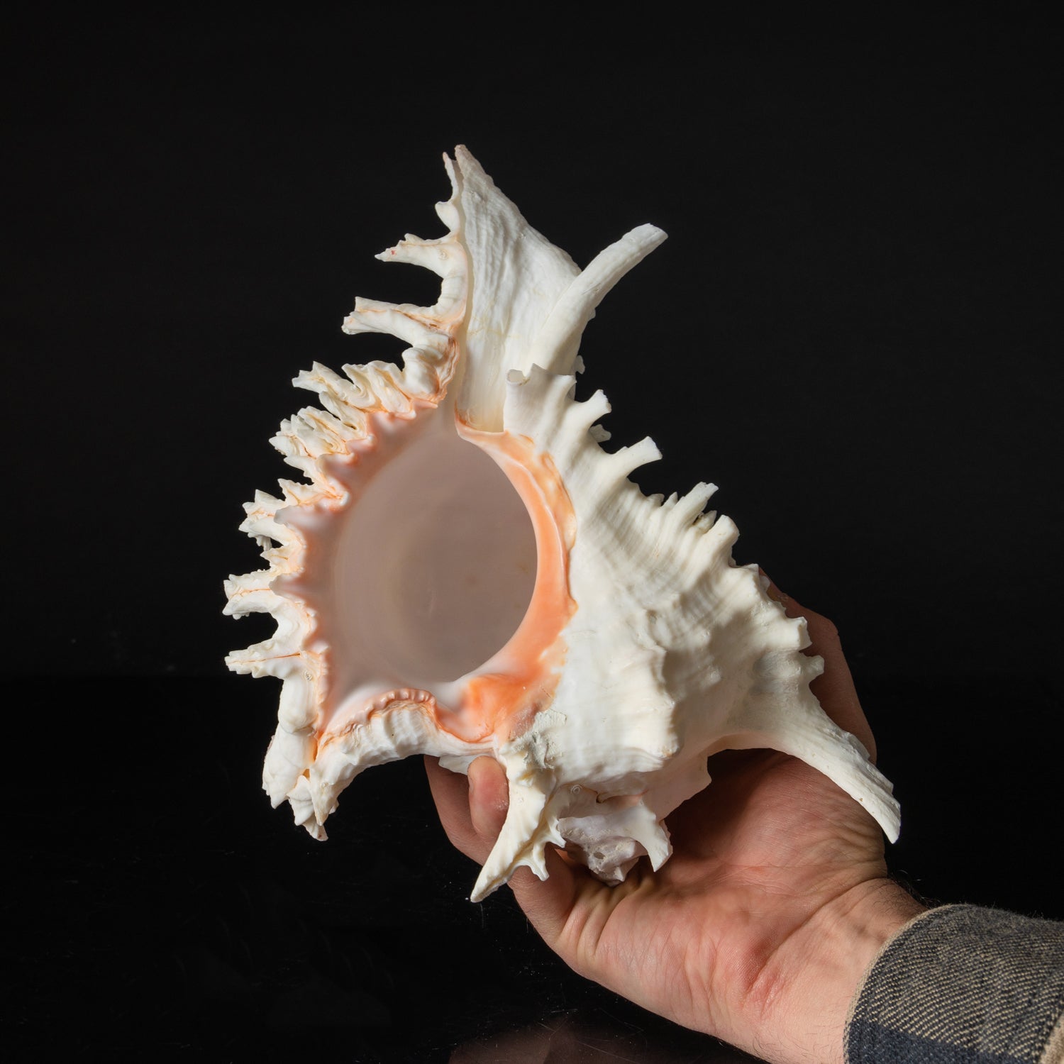 Genuine Ramose Murex Shell (2.5 lbs) - Astro Gallery of Gems