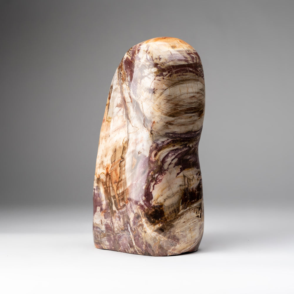 Polished Petrified Wood Freeform from Madagascar (19.5 lbs)
