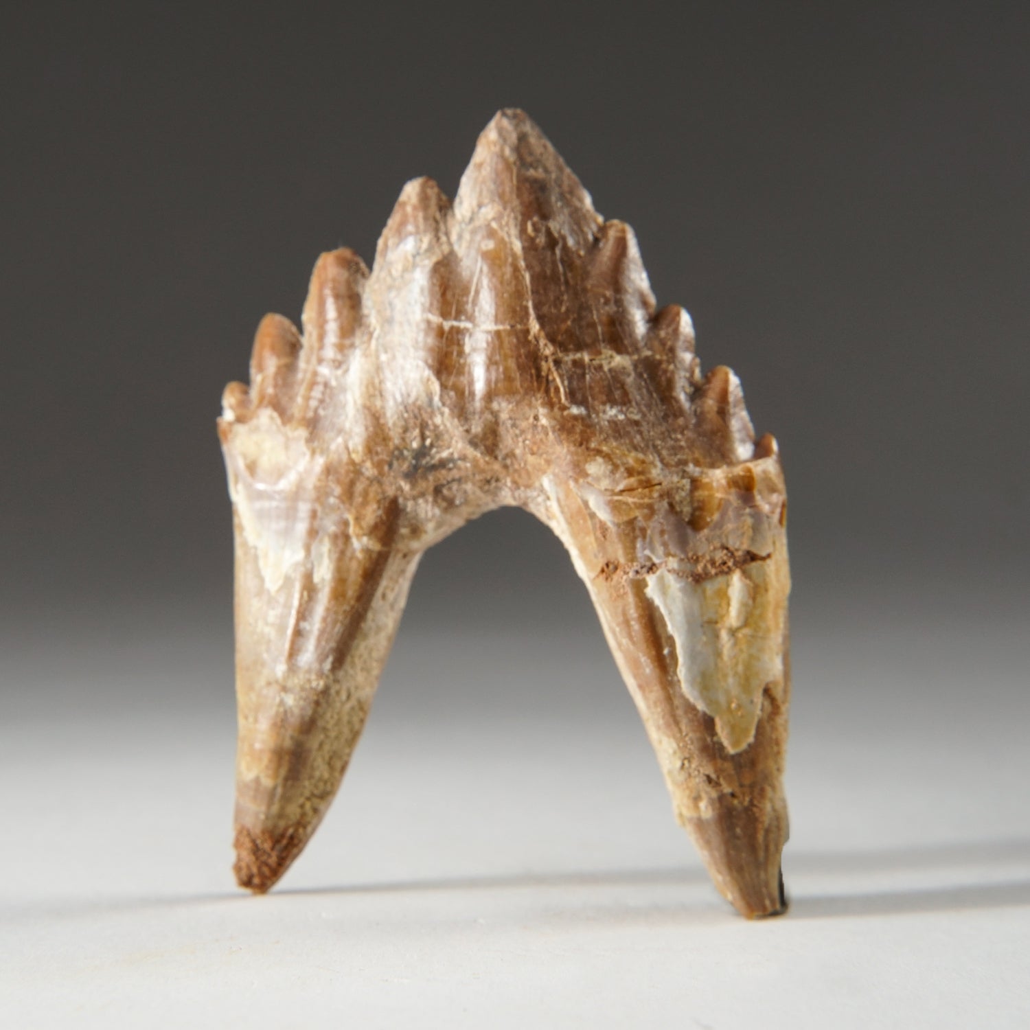 Genuine Natural Pre Historic Basilousaurus Whale Tooth