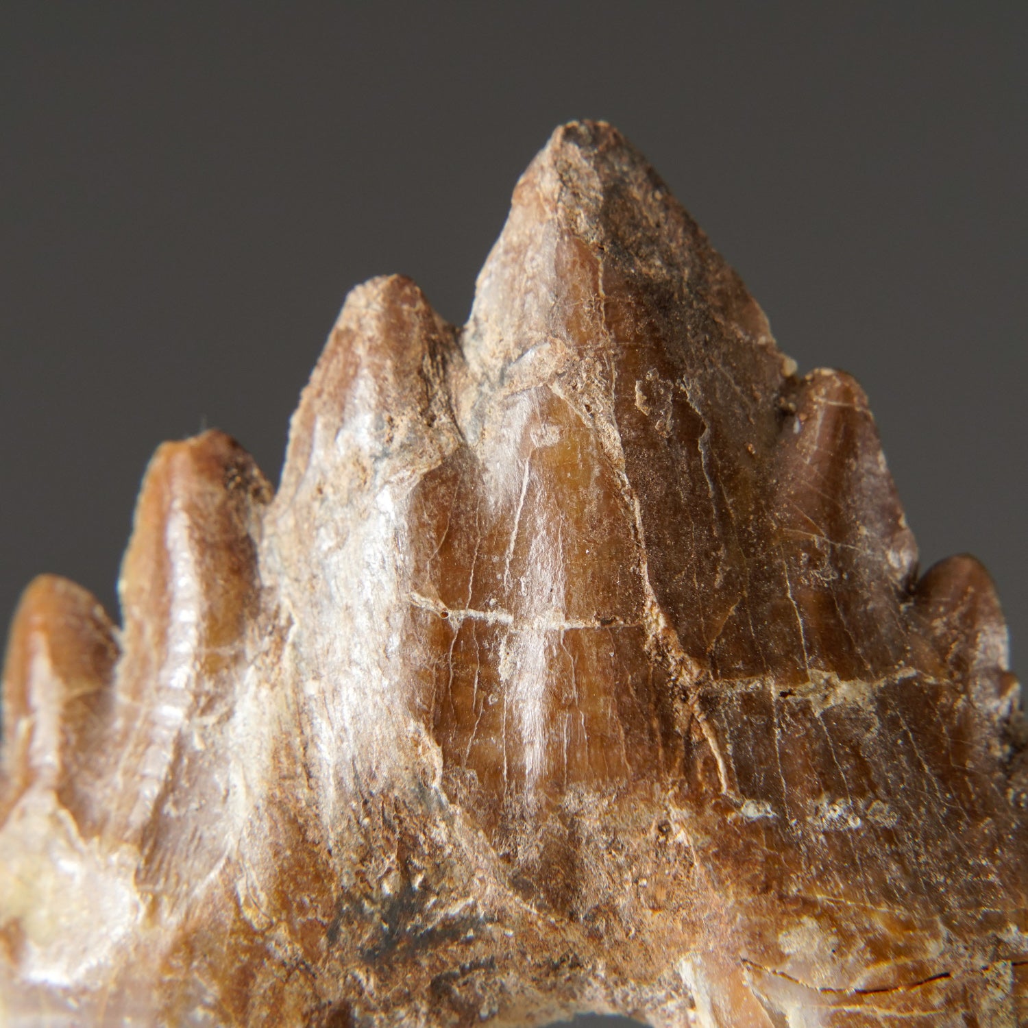Genuine Natural Pre Historic Basilousaurus Whale Tooth