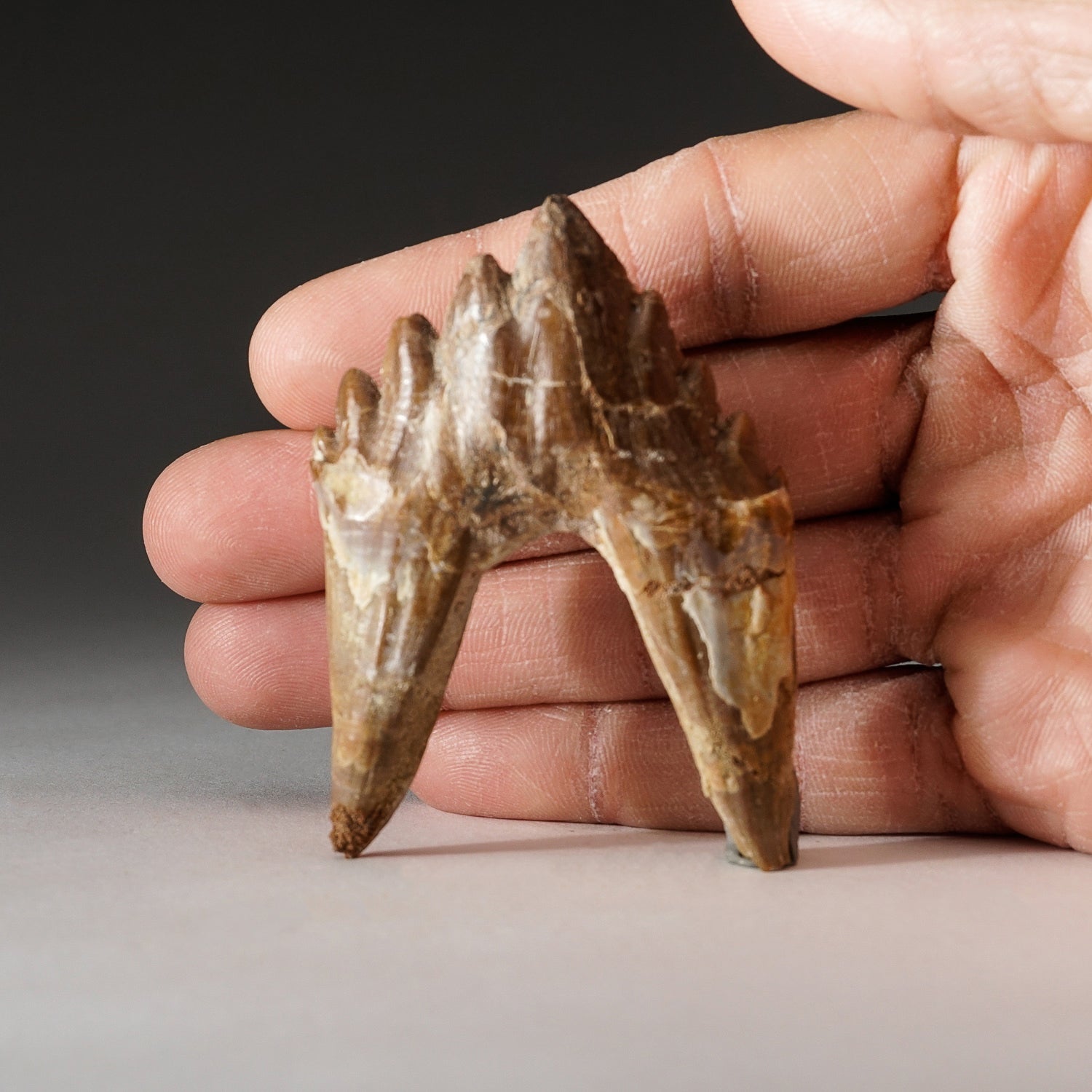Genuine Natural Pre Historic Basilousaurus Whale Tooth