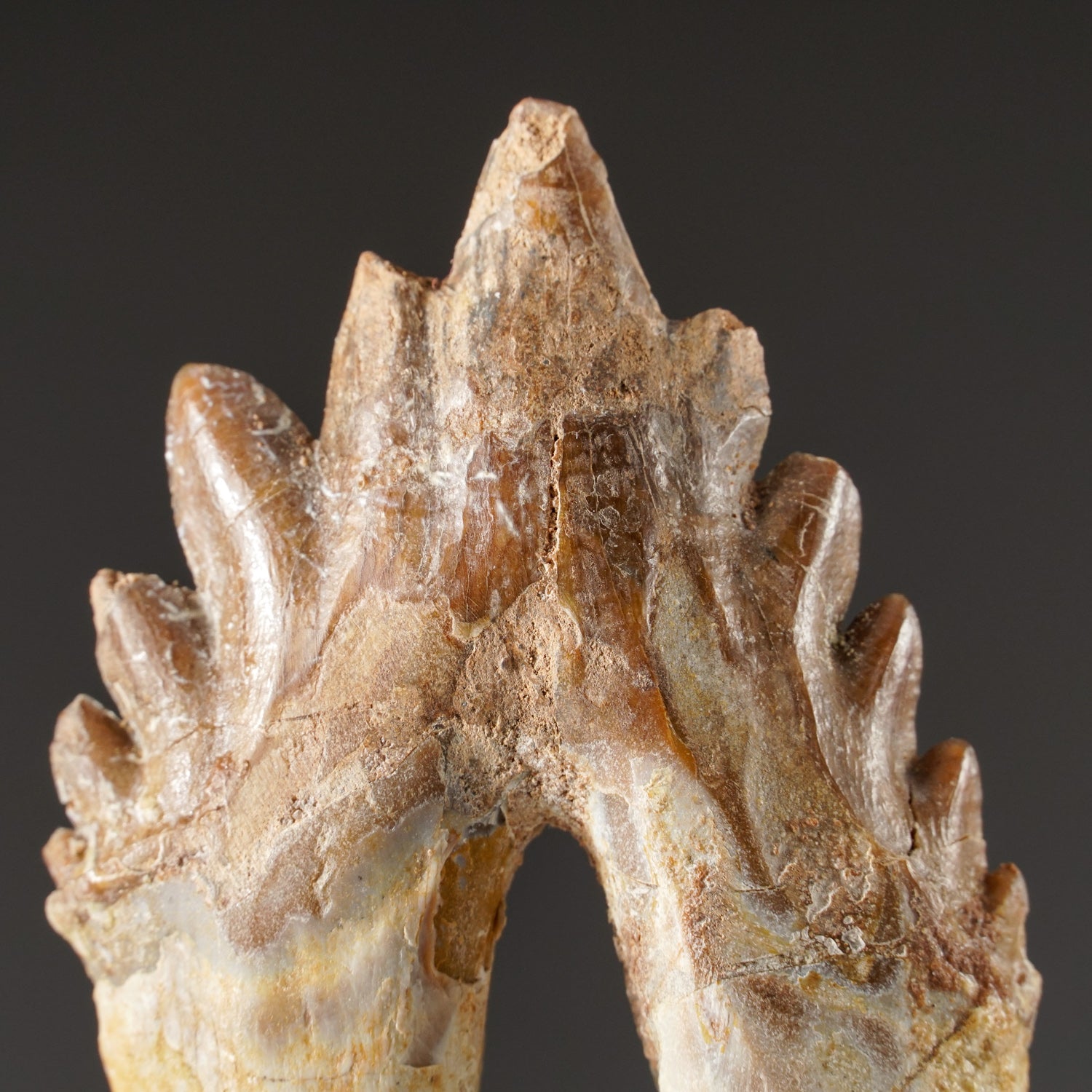 Genuine Natural Pre Historic Basilousaurus Whale Tooth (B-DT22)