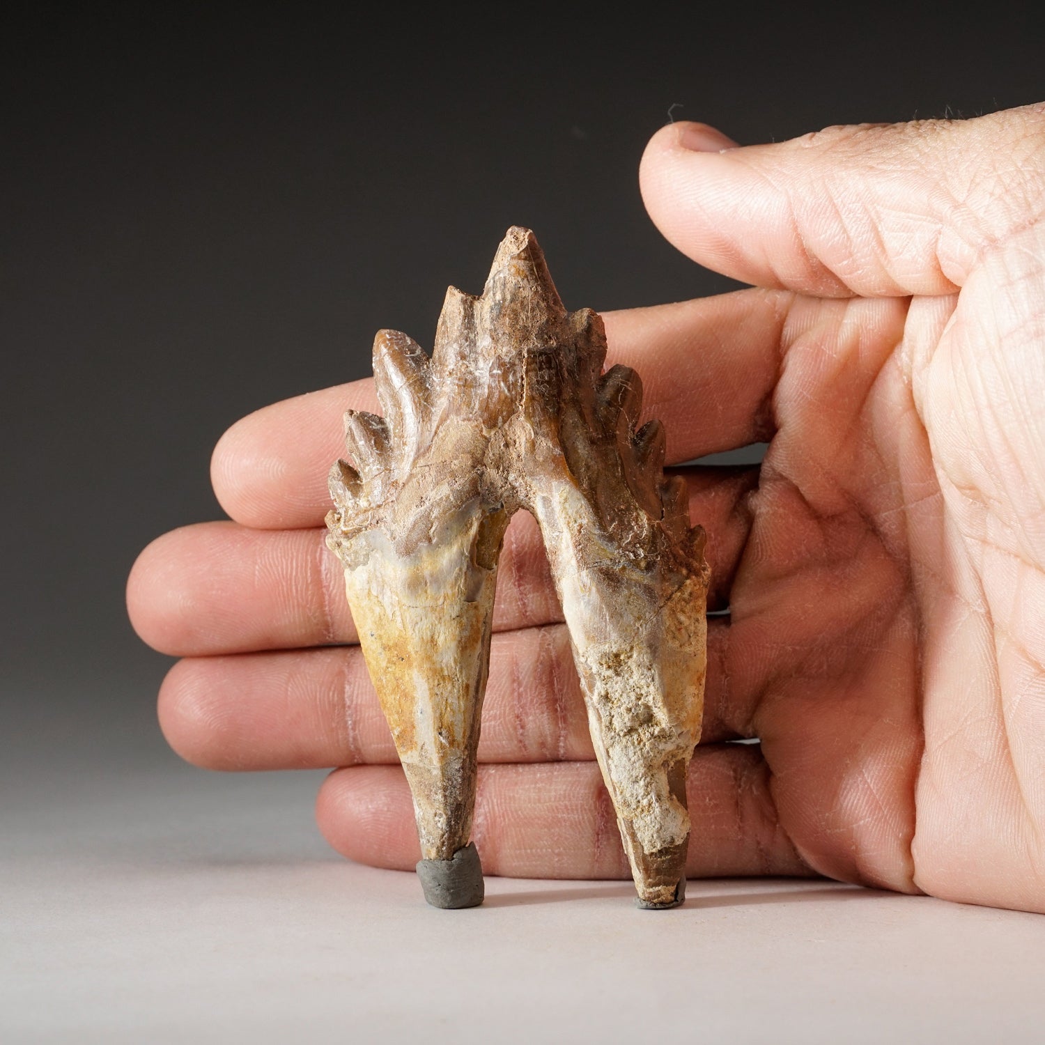 Genuine Natural Pre Historic Basilousaurus Whale Tooth (B-DT22)