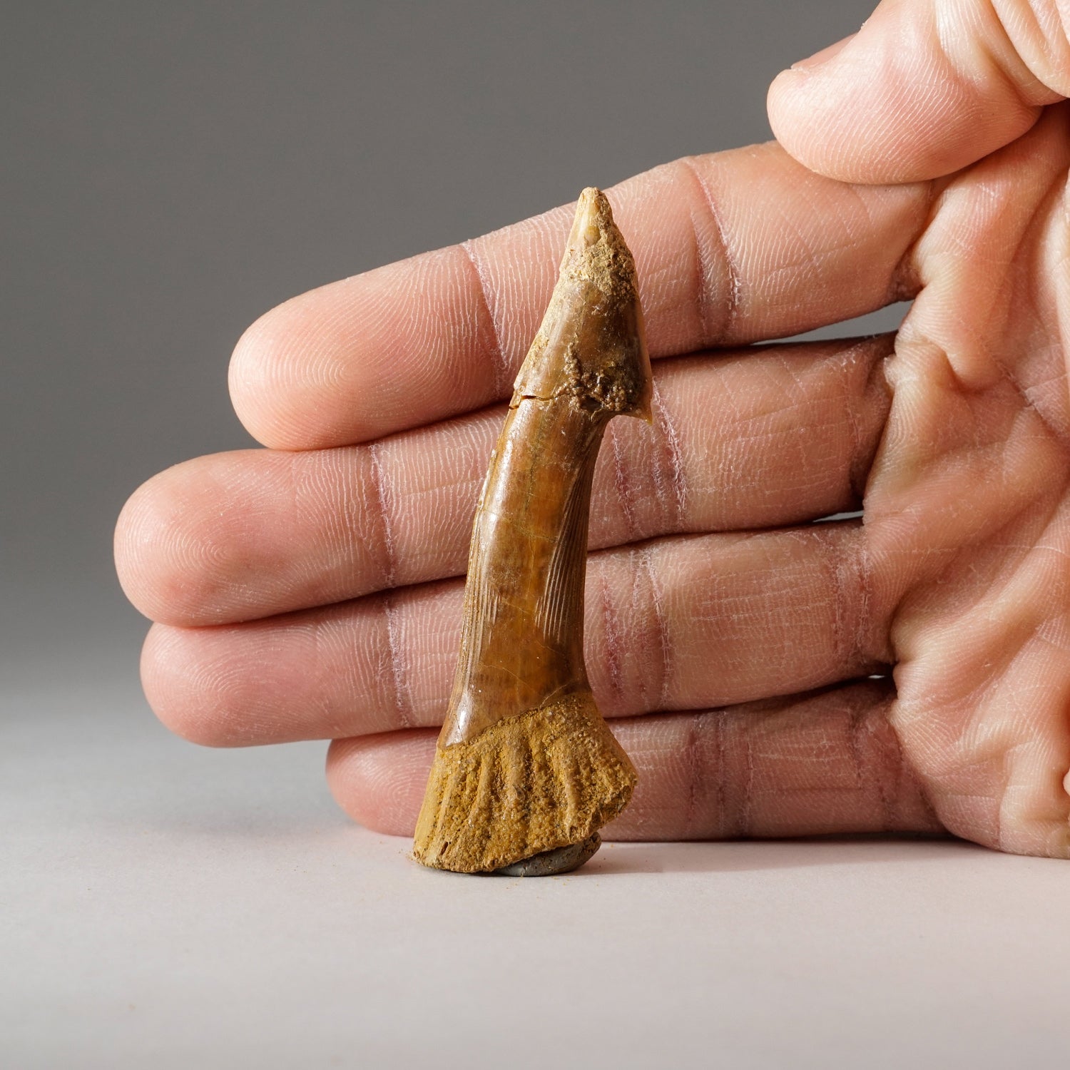 Genuine Natural Sawfish Tooth (9.8 grams)
