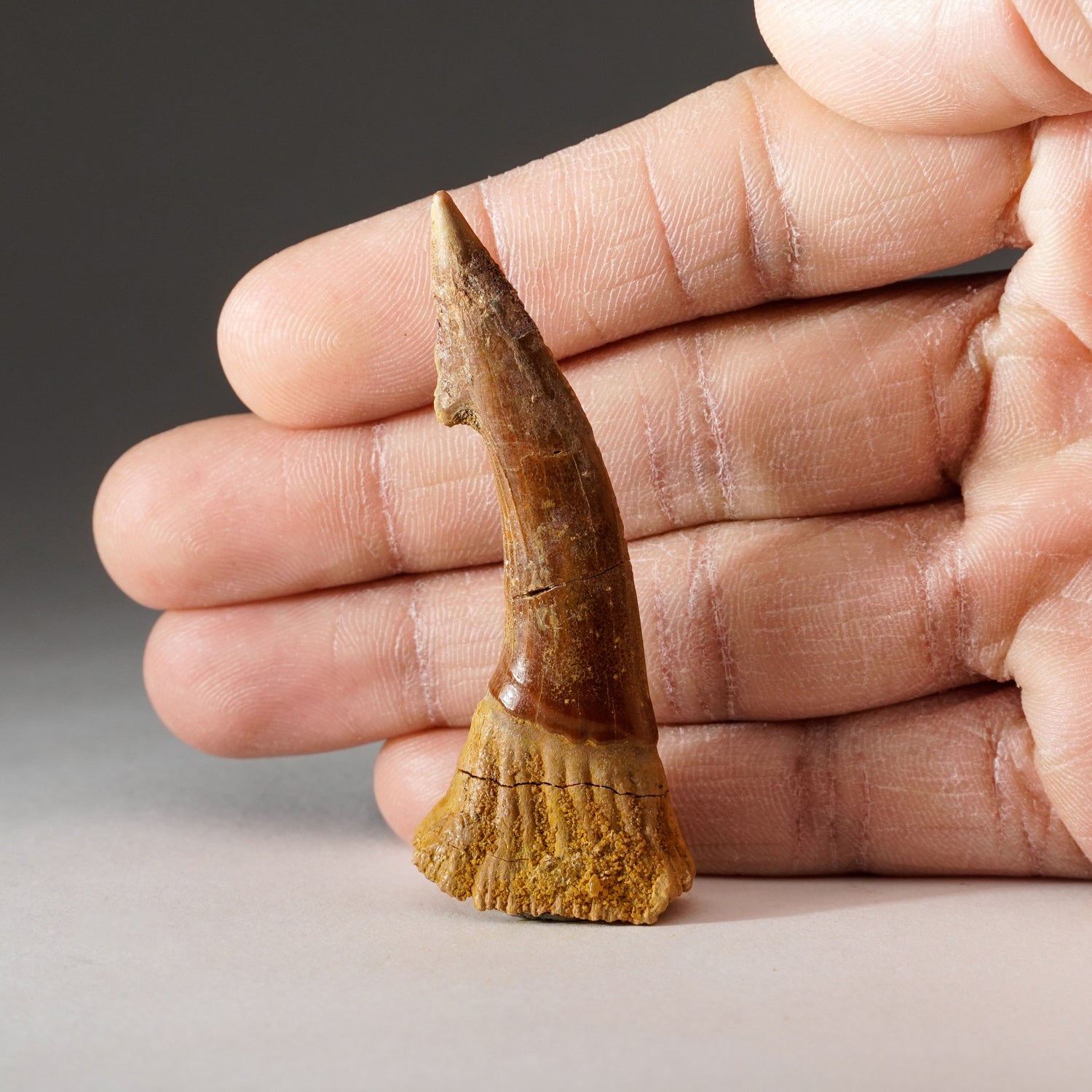 Genuine Natural Sawfish Tooth (12.4 grams)