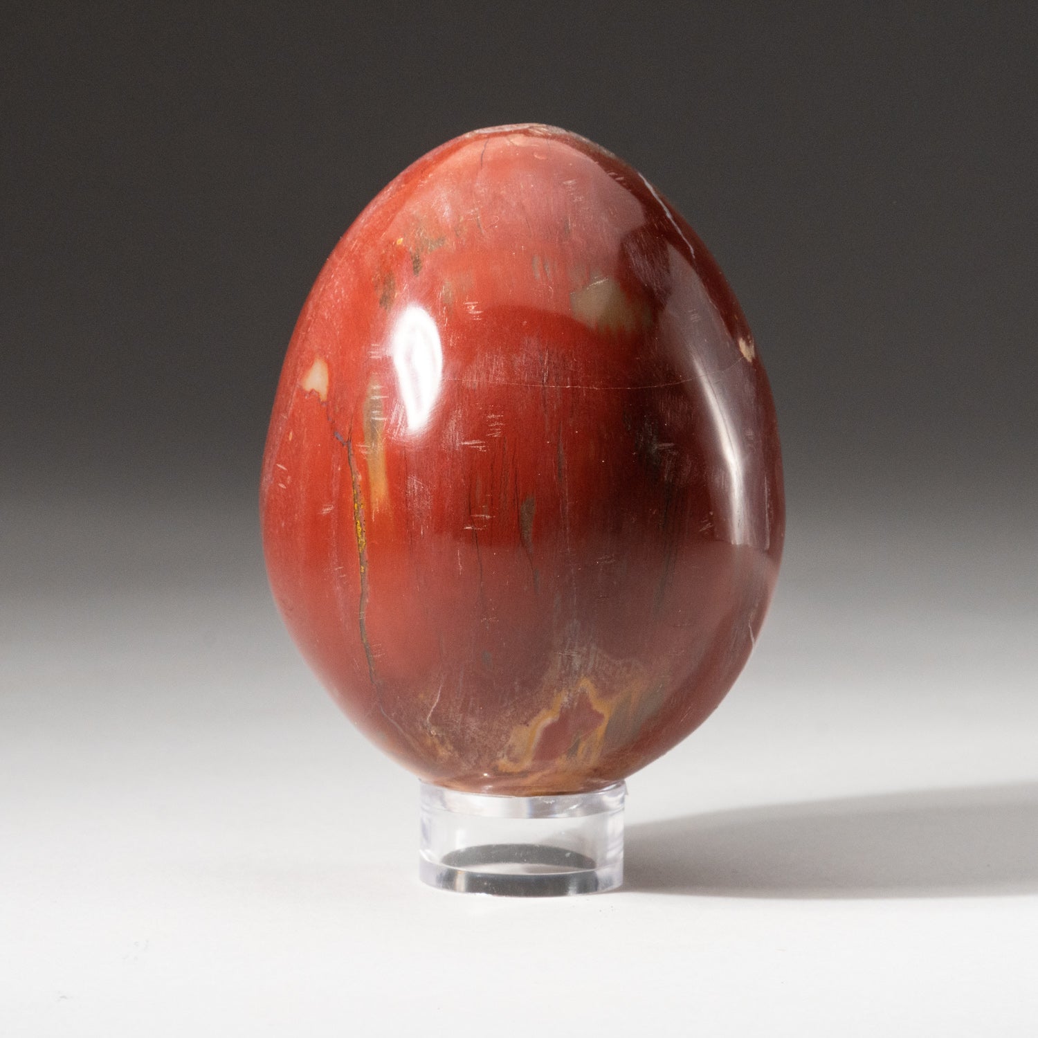 Polished Petrified Wood Egg from Madagascar (1.2 lbs)
