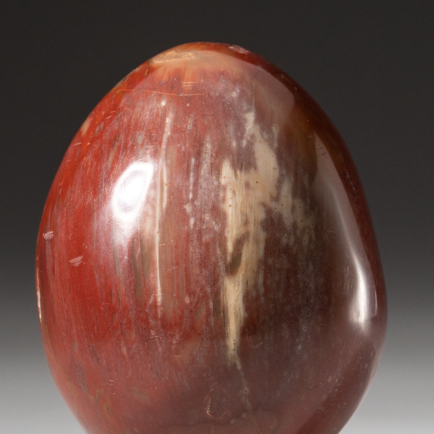 Polished Petrified Wood Egg from Madagascar (1.2 lbs)