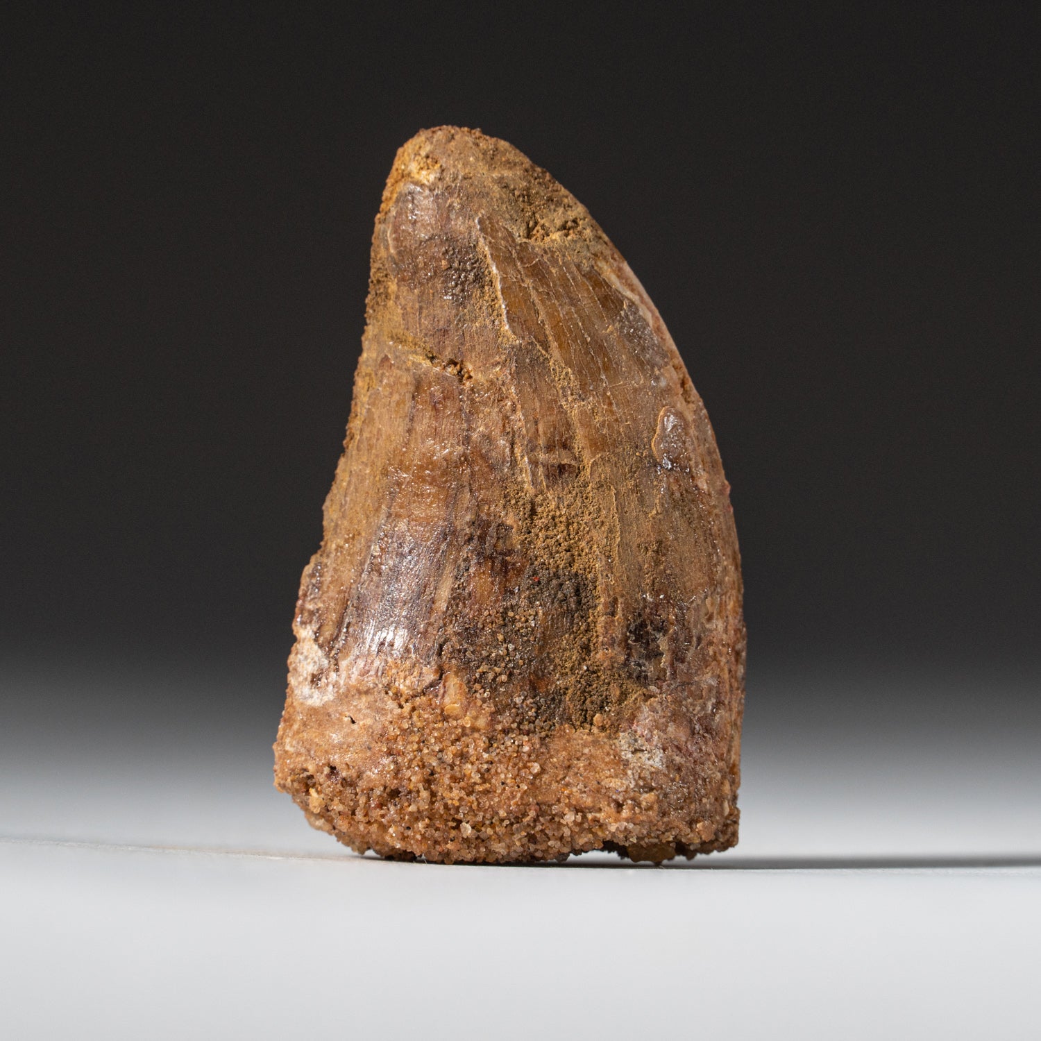 Genuine Natural Carcharodontosaurus Tooth in a Display Box (1"L, 18g)