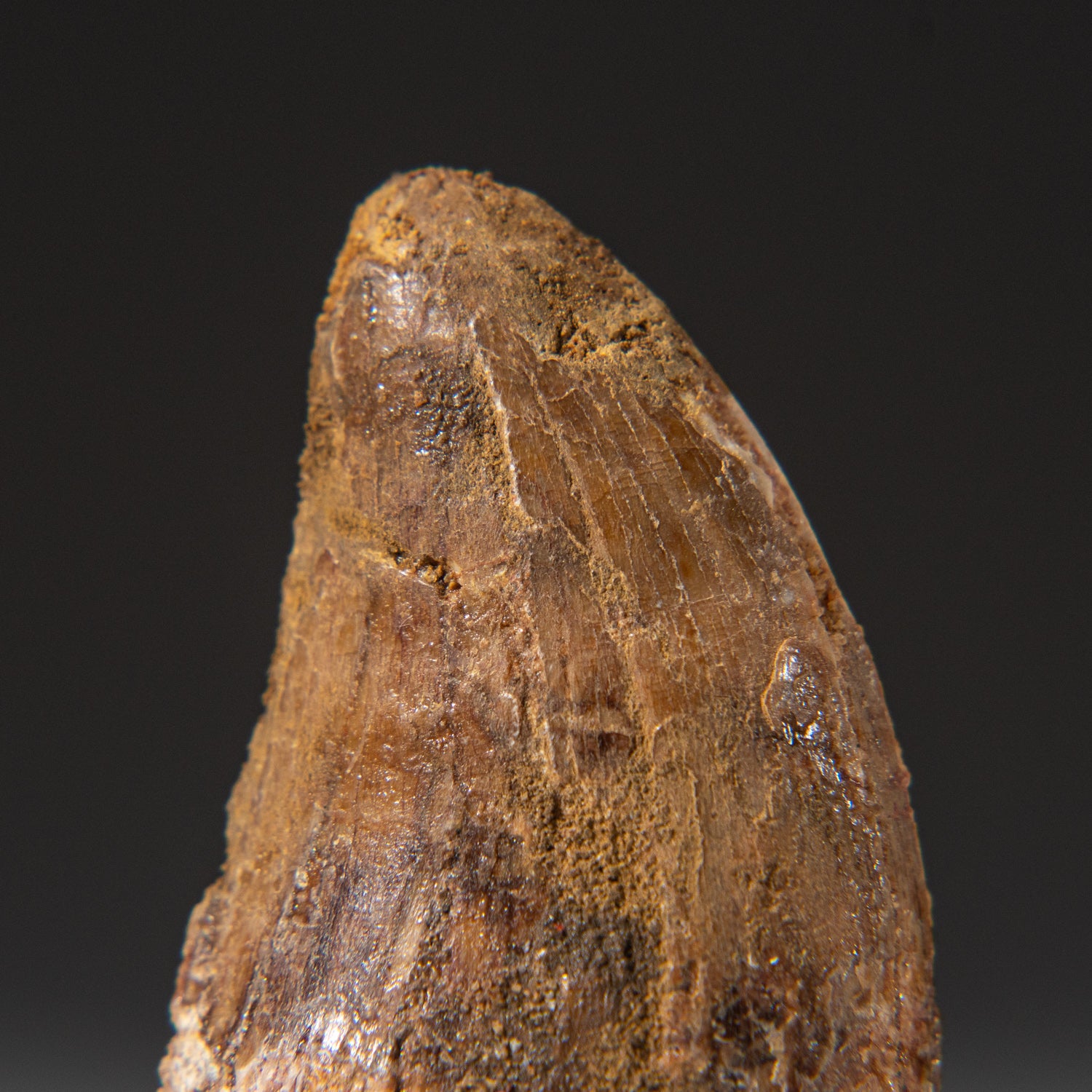 Genuine Natural Carcharodontosaurus Tooth in a Display Box (1"L, 18g)