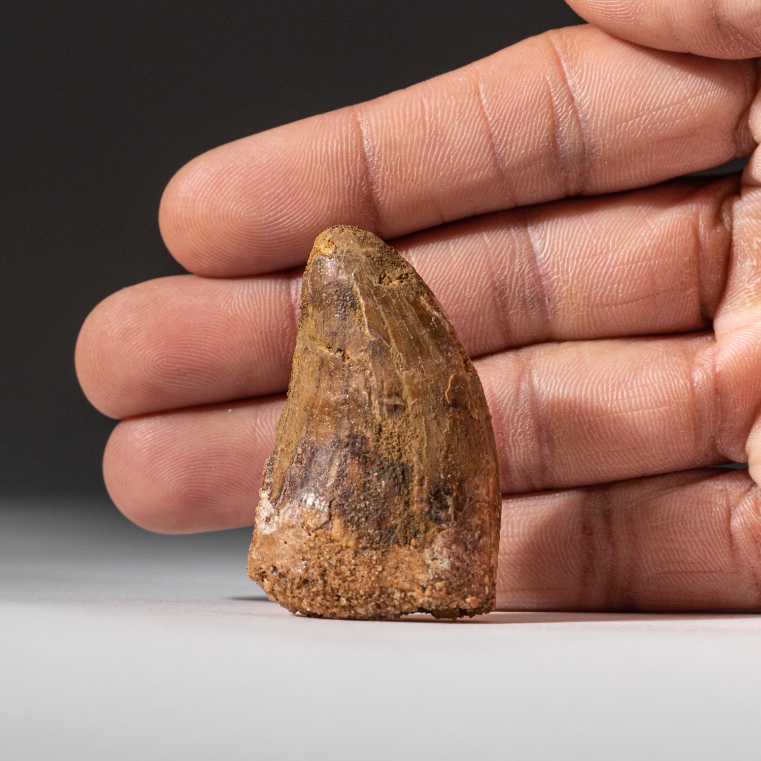 Genuine Natural Carcharodontosaurus Tooth in a Display Box (1"L, 18g)