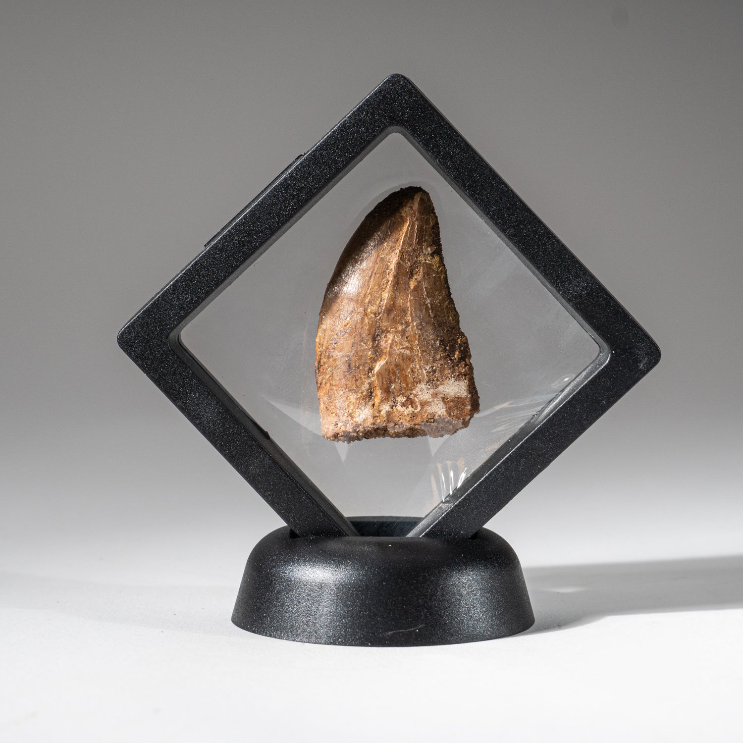 Genuine Natural Carcharodontosaurus Tooth in a Display Box (1"L, 18g)