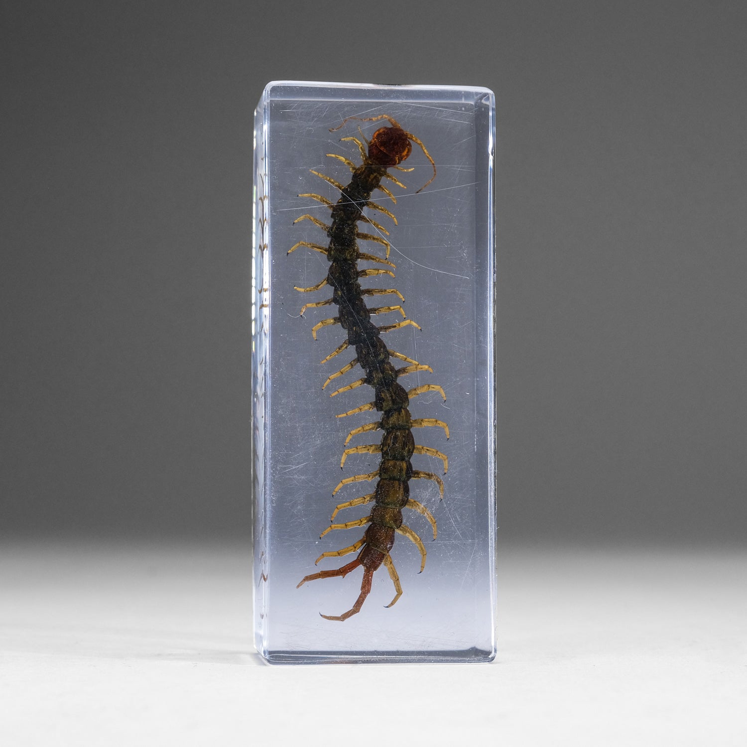 Genuine Centipede in Lucite