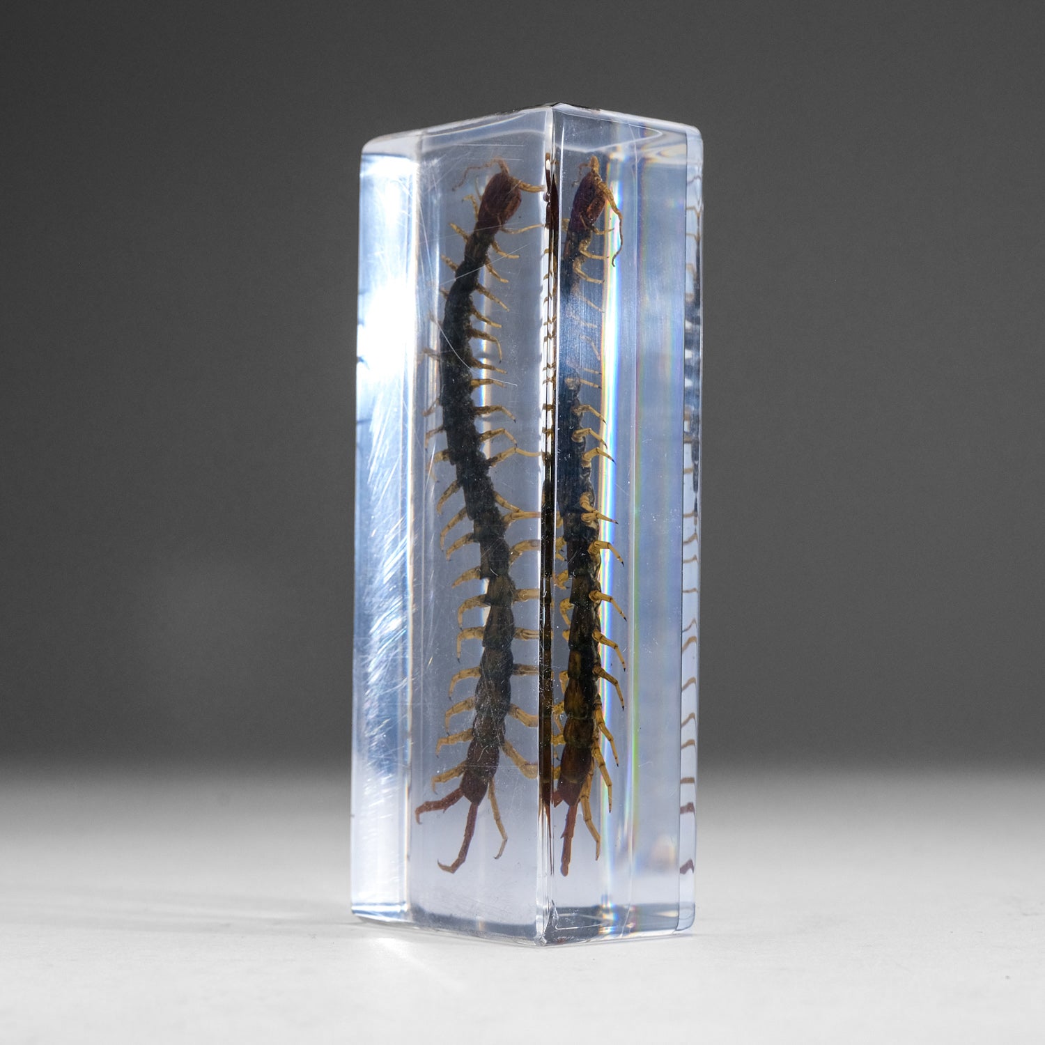 Genuine Centipede in Lucite