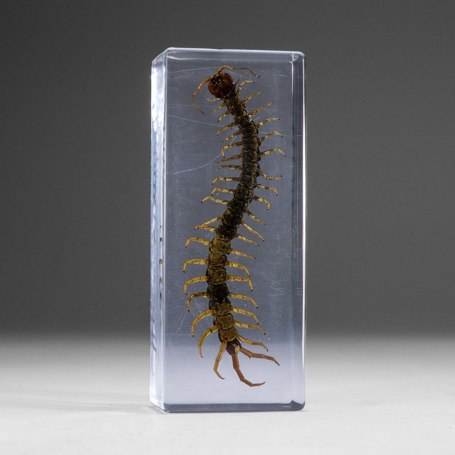 Genuine Centipede in Lucite