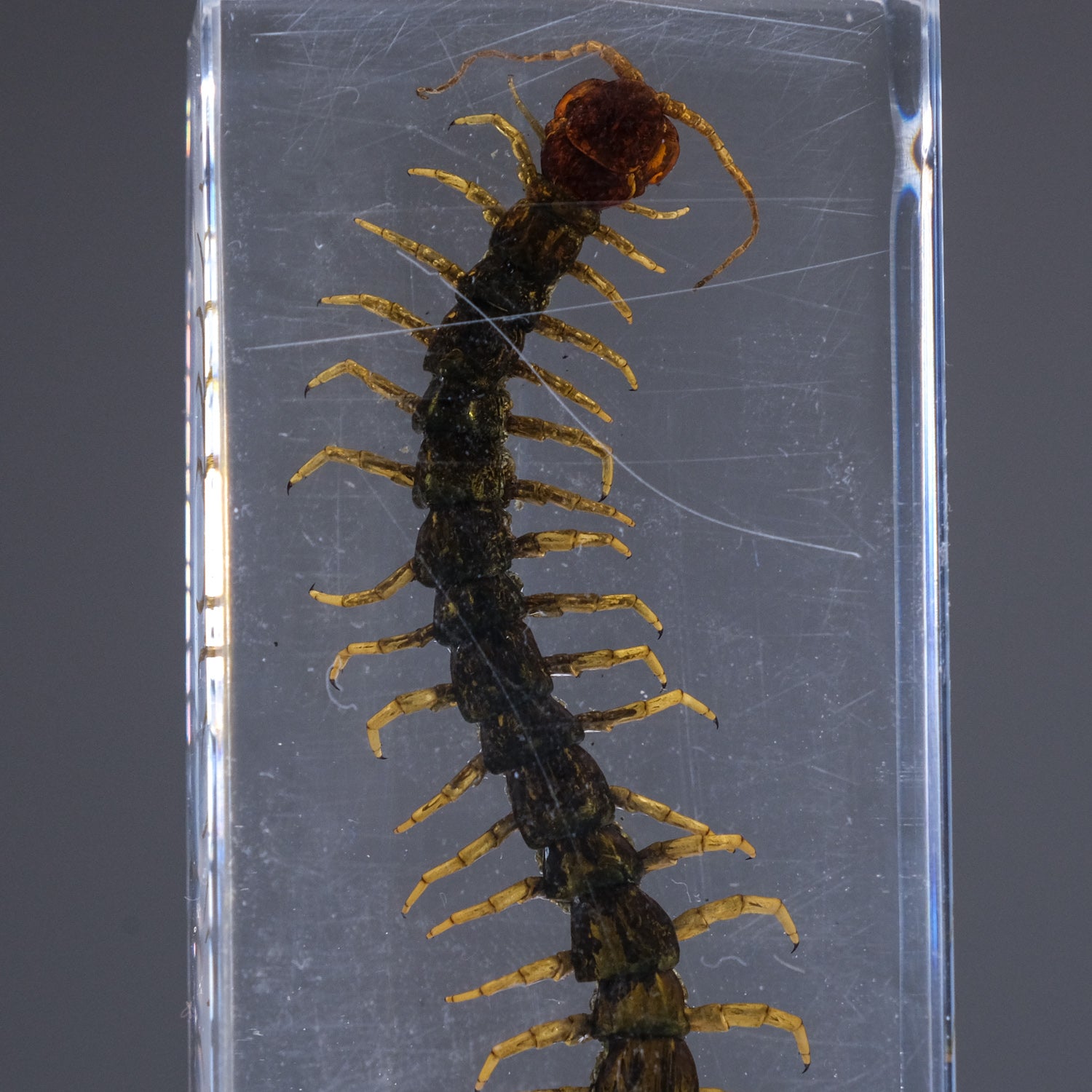 Genuine Centipede in Lucite