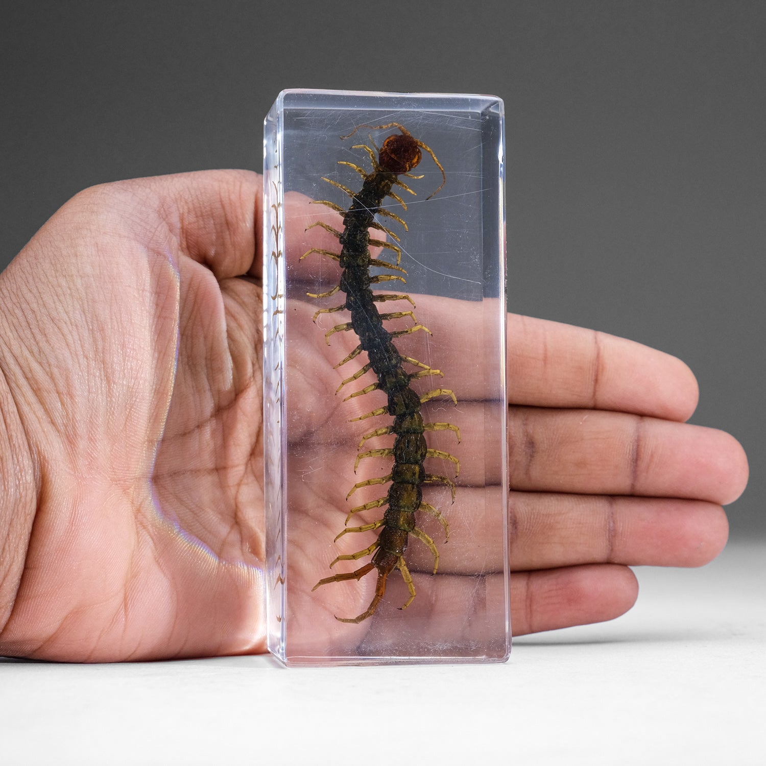 Genuine Centipede in Lucite