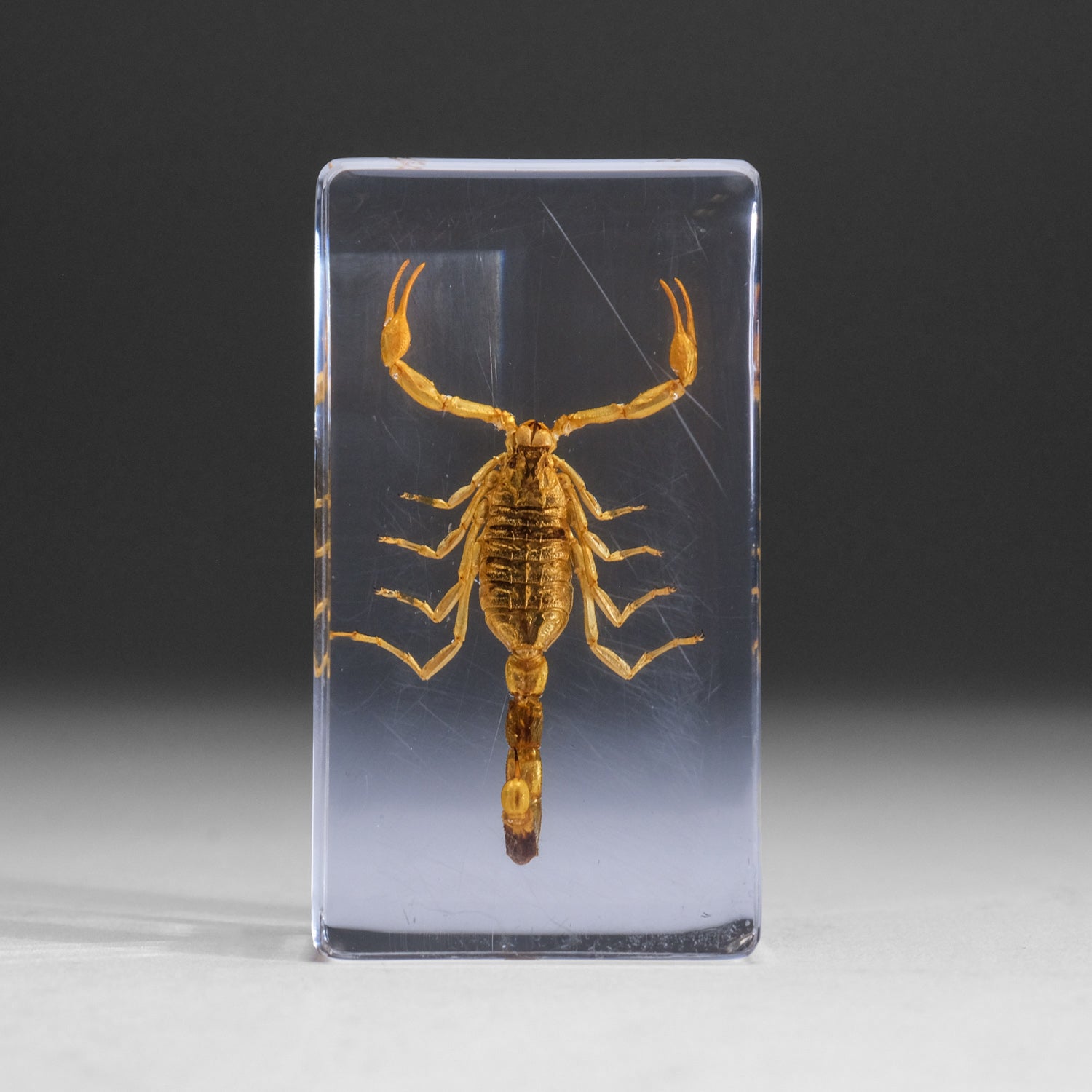 Large Genuine Golden Scorpion in Lucite