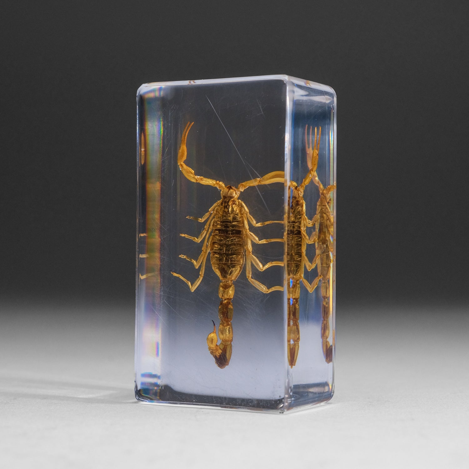 Large Genuine Golden Scorpion in Lucite