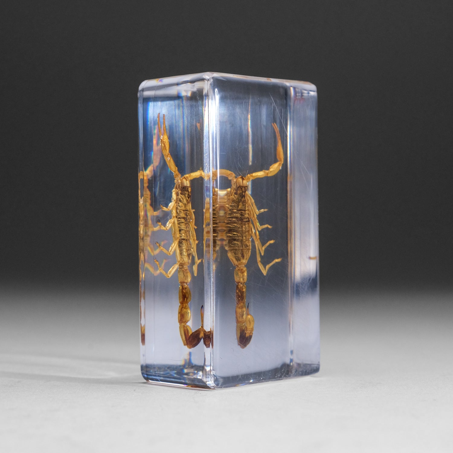 Large Genuine Golden Scorpion in Lucite