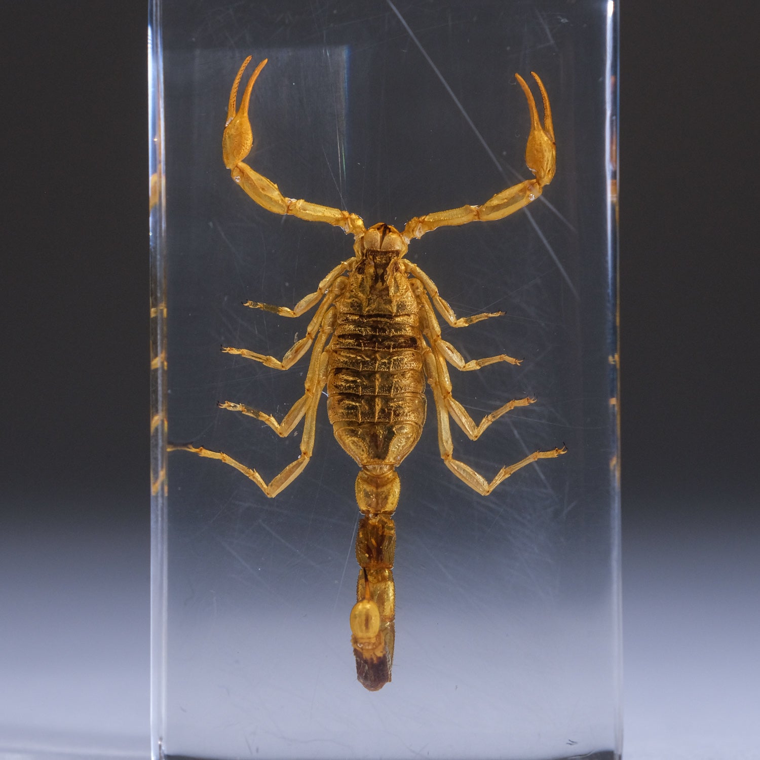 Large Genuine Golden Scorpion in Lucite