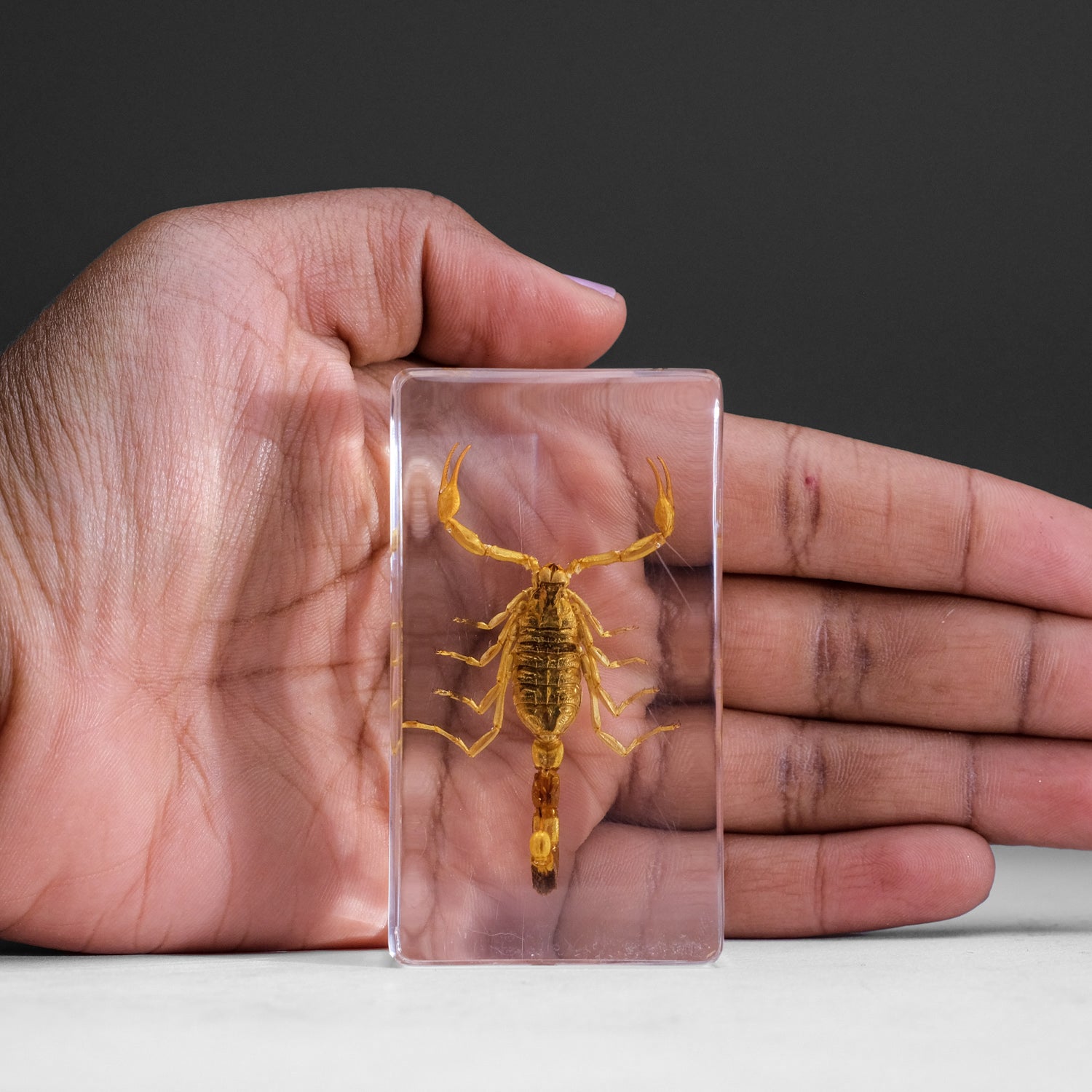 Large Genuine Golden Scorpion in Lucite