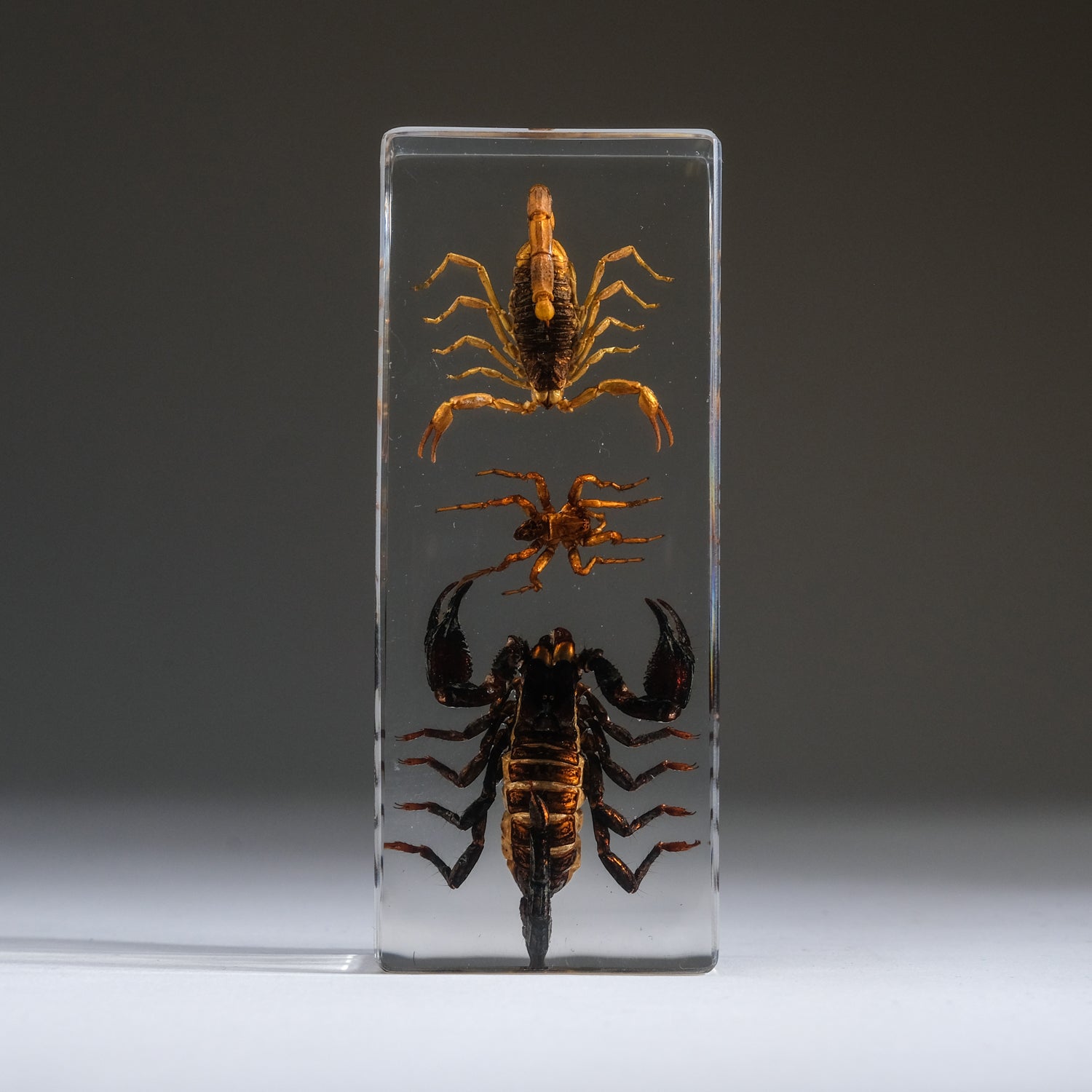 2 Genuine Scorpions and Fighting Spider in Lucite