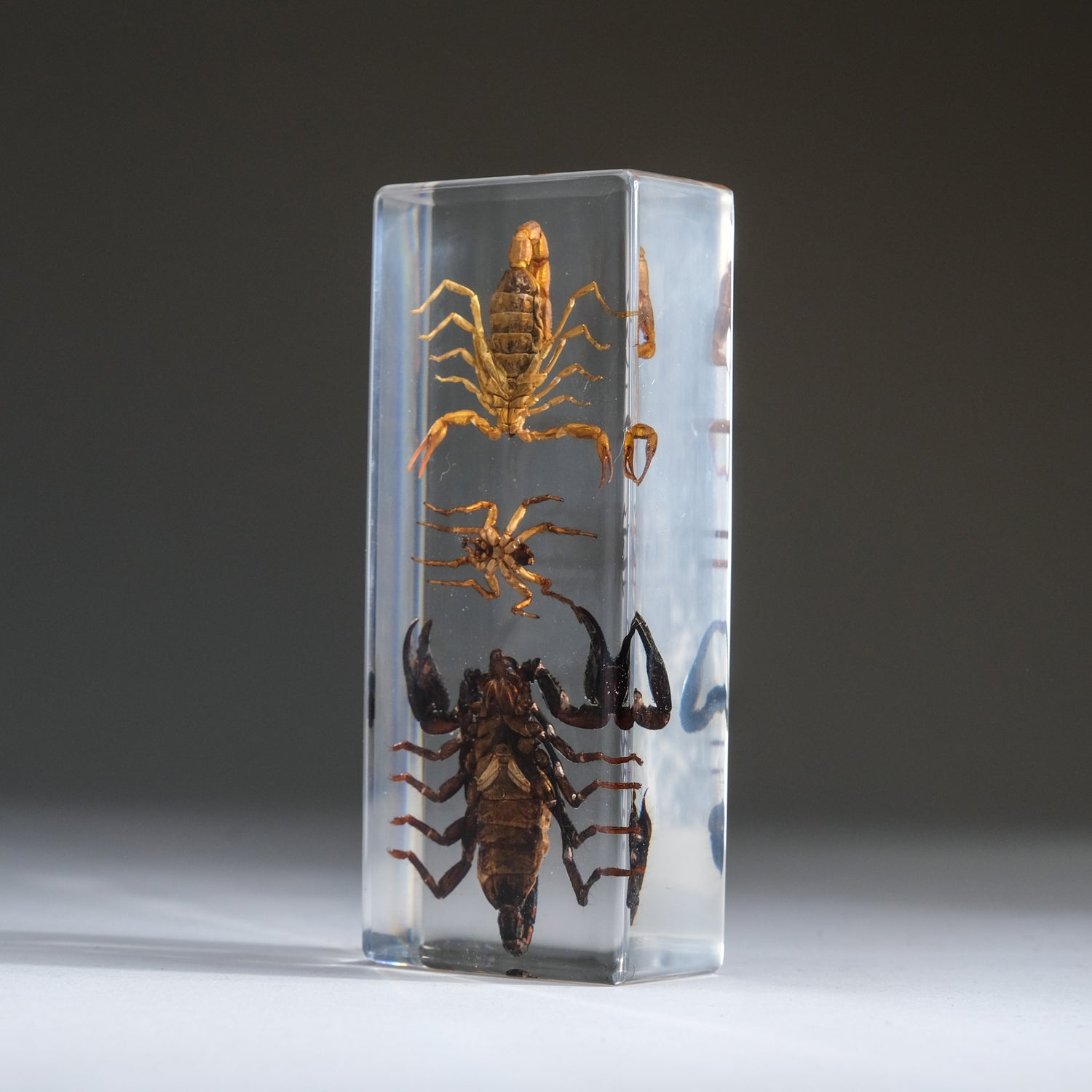 2 Genuine Scorpions and Fighting Spider in Lucite