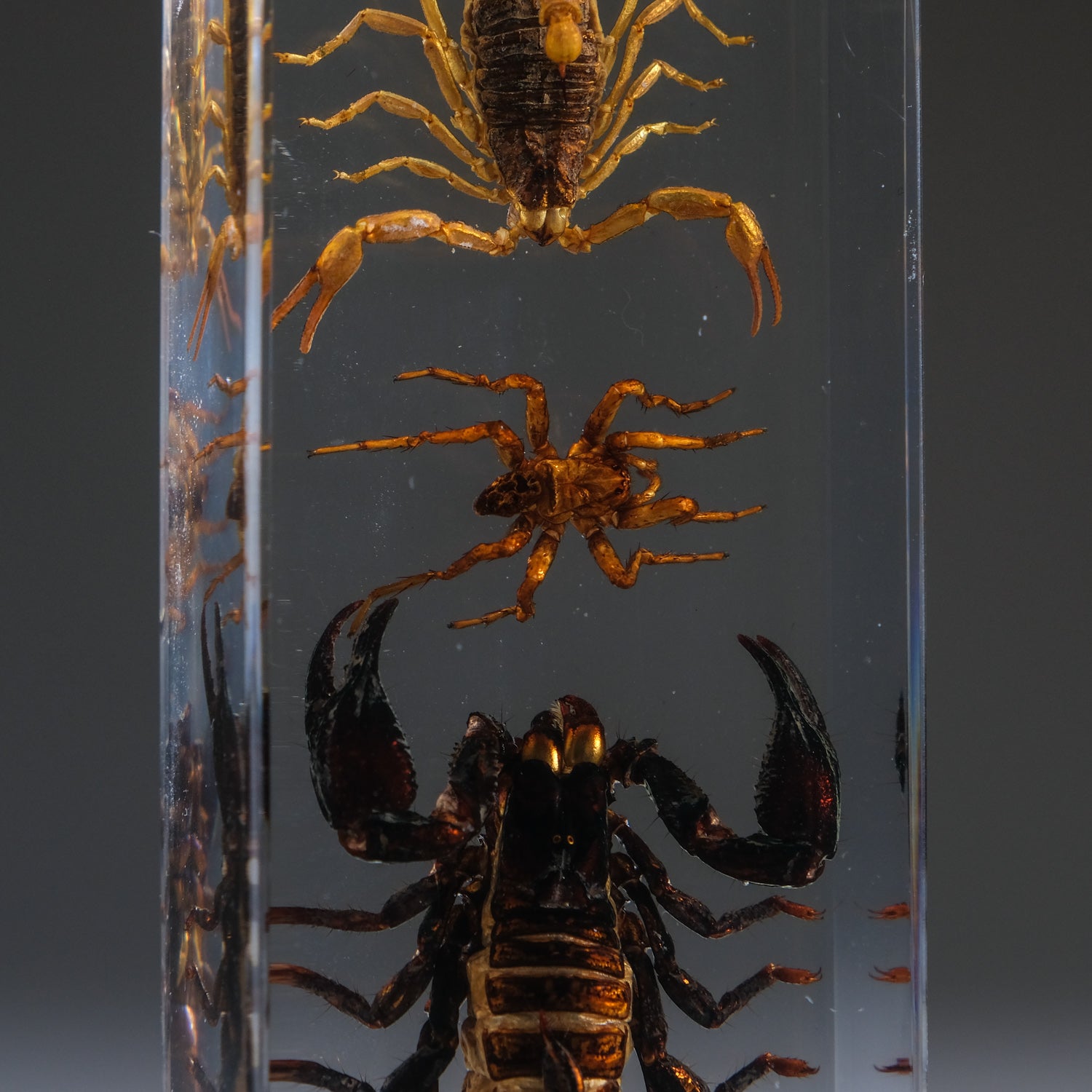 2 Genuine Scorpions and Fighting Spider in Lucite