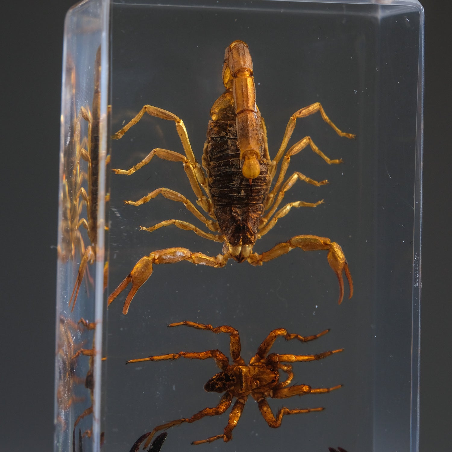 2 Genuine Scorpions and Fighting Spider in Lucite