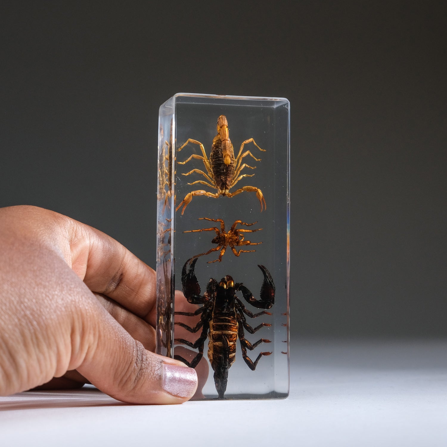 2 Genuine Scorpions and Fighting Spider in Lucite