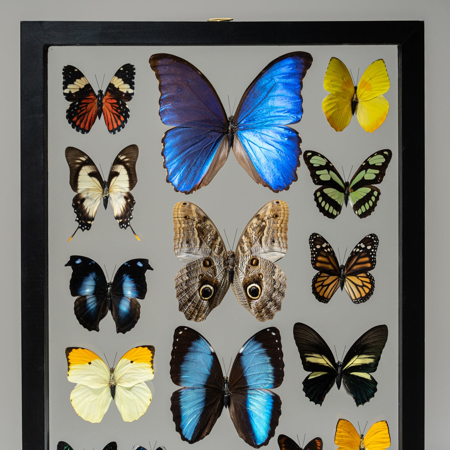 22 Genuine Butterflies in Black Display Frame