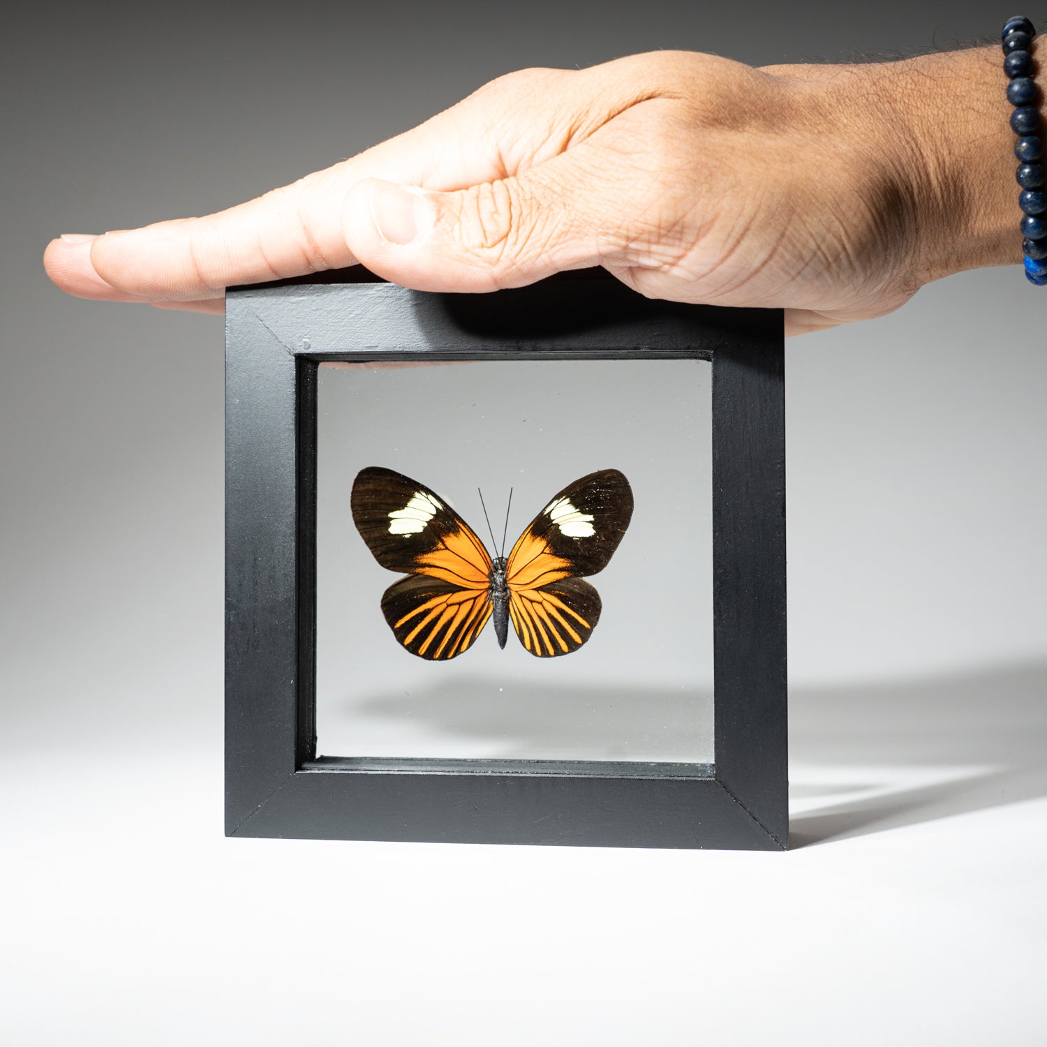 Single Genuine Heliconius Xanthocles Butterfly in Black Display Frame