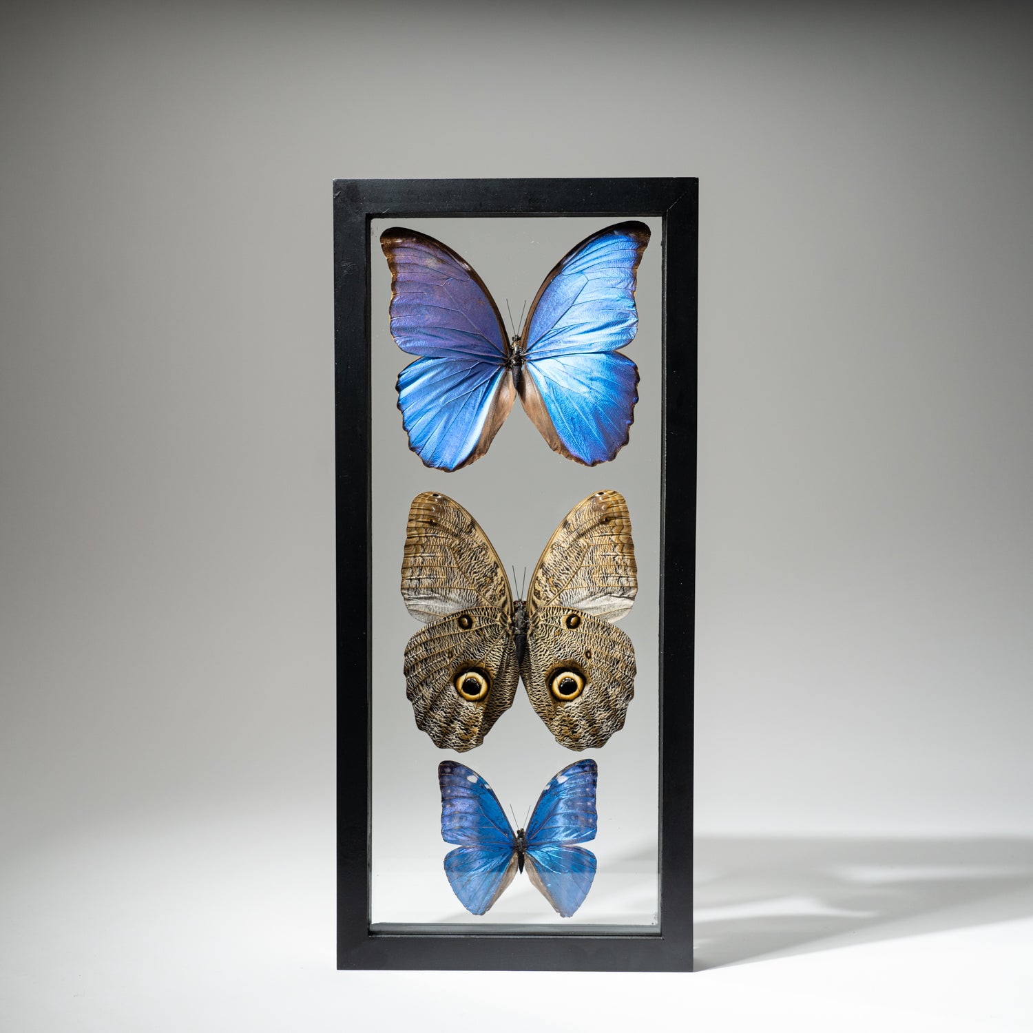 3 Large Genuine Butterflies in Black Display Frame- Morpho Didius, Morpho Marcus, Caligo Eurilochus