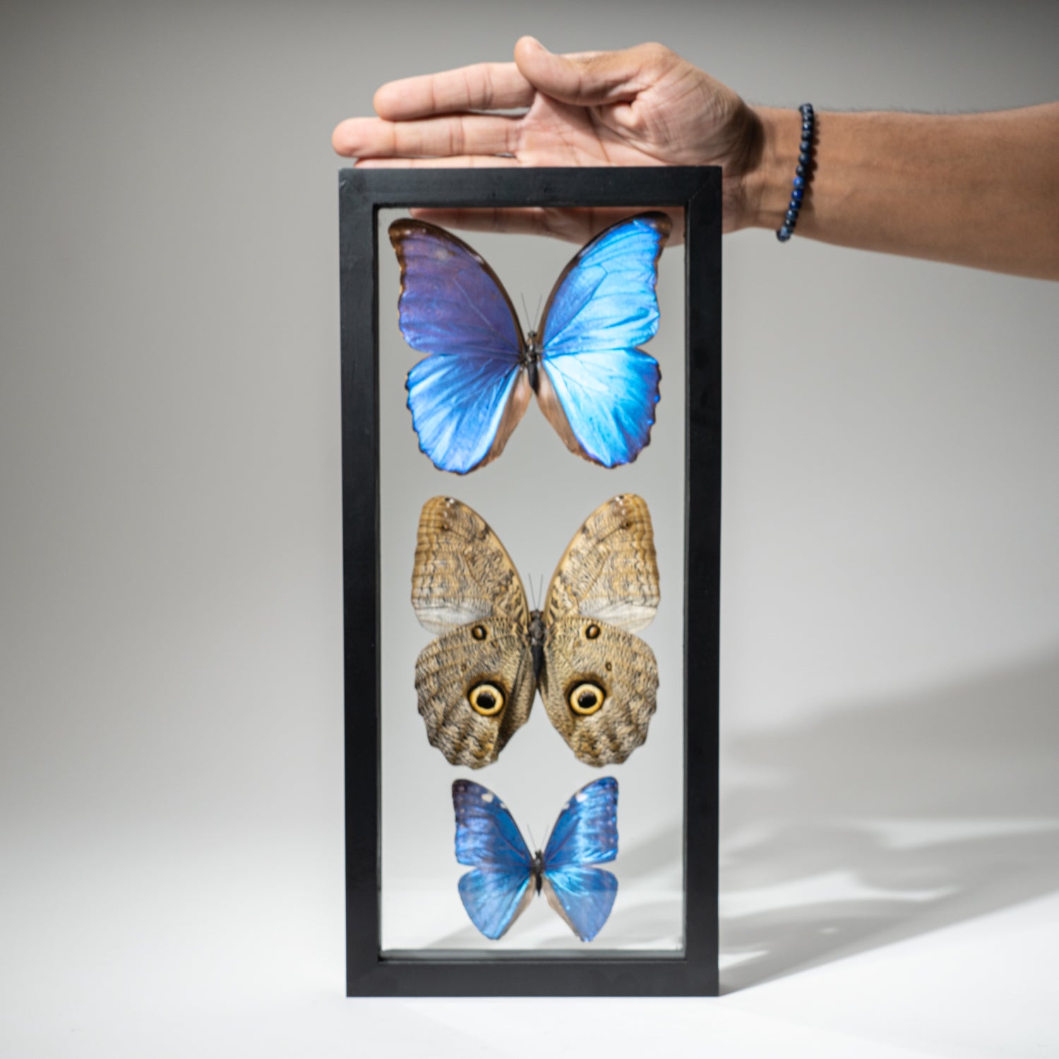 3 Large Genuine Butterflies in Black Display Frame- Morpho Didius, Morpho Marcus, Caligo Eurilochus